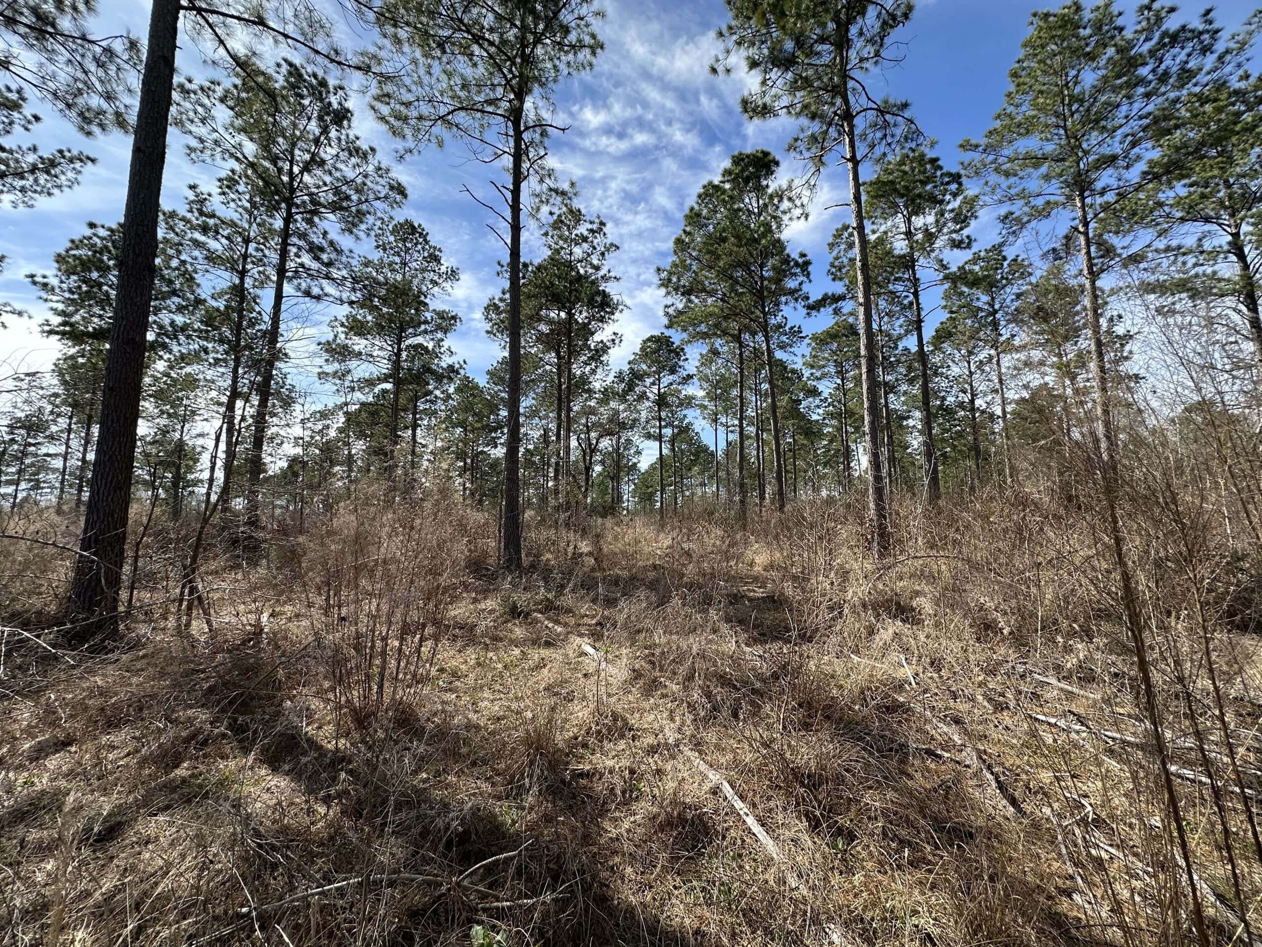 East Texas Hunting/Recreational/Timber Land For Sale