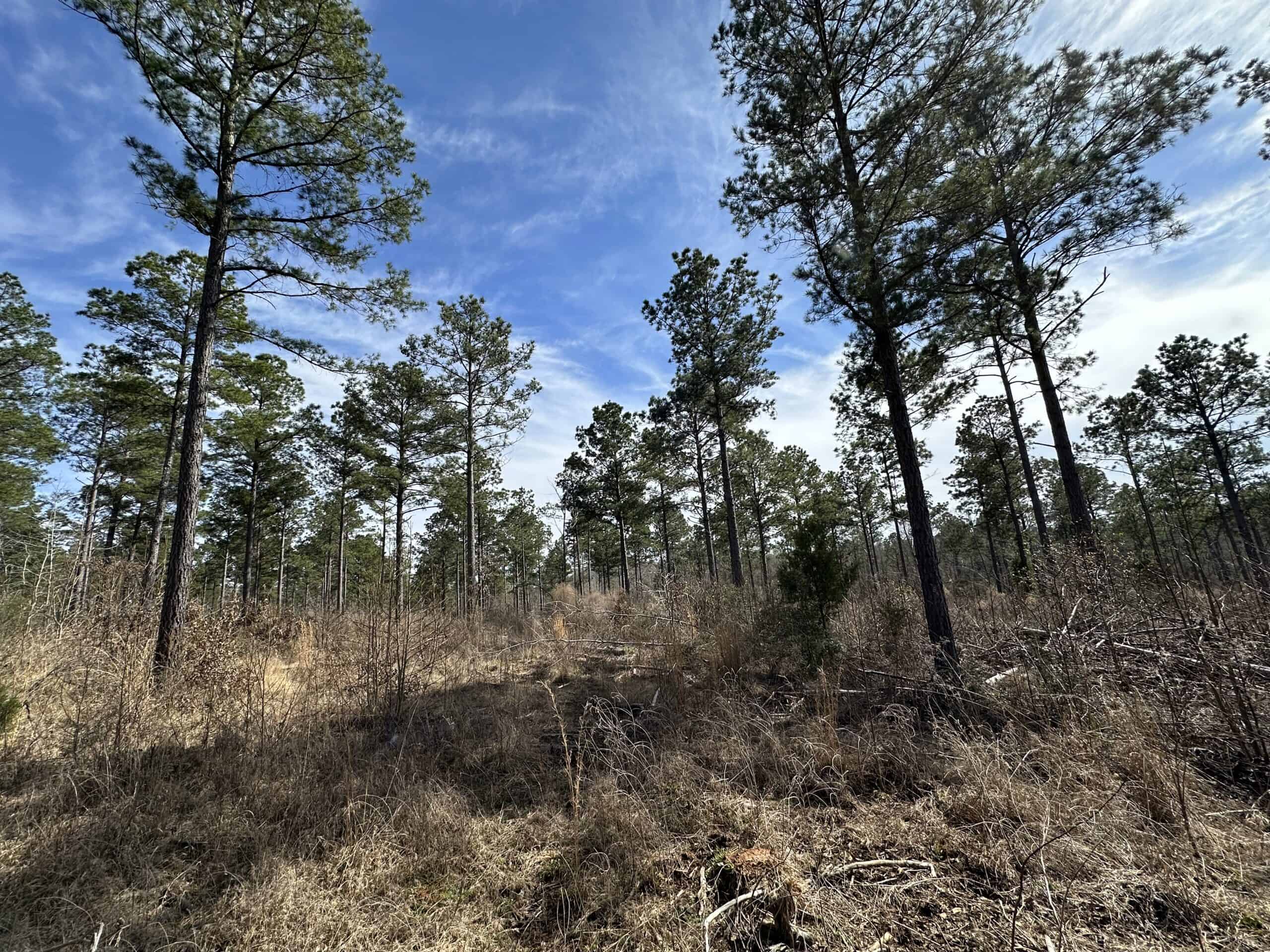 East Texas Hunting/Recreational/Timber Land For Sale