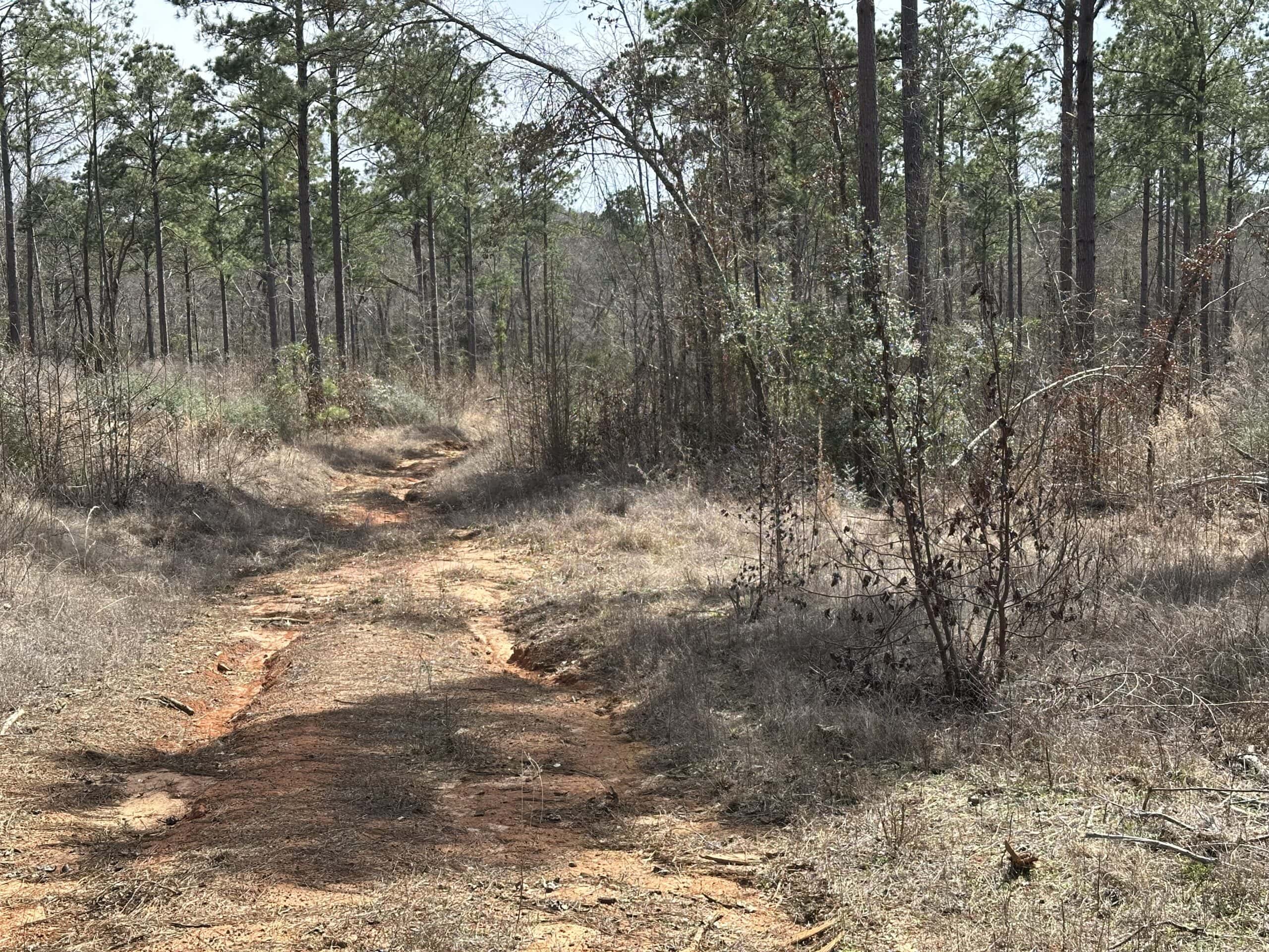 East Texas Hunting/Recreational/Timber Land For Sale