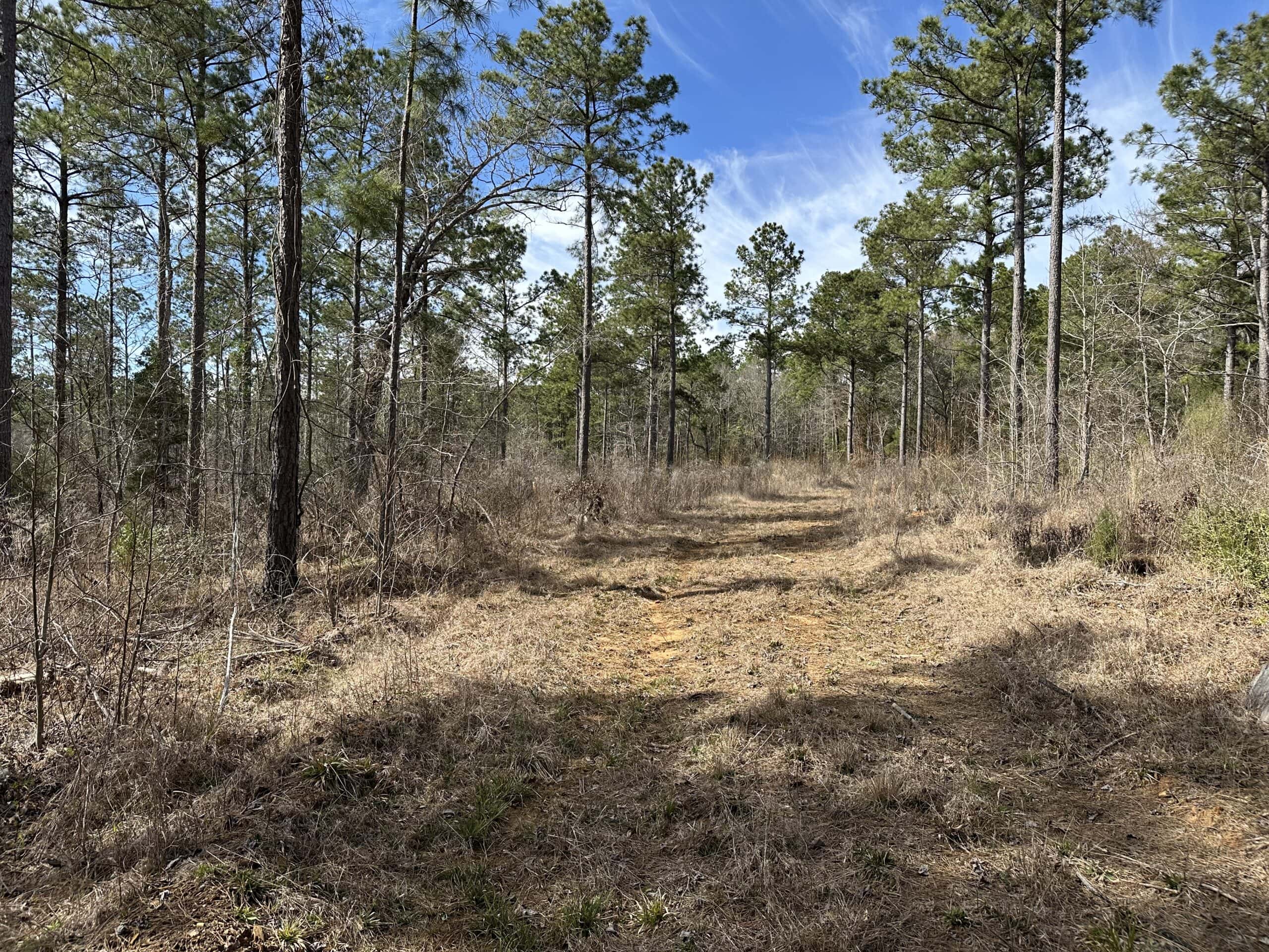 East Texas Hunting/Recreational/Timber Land For Sale