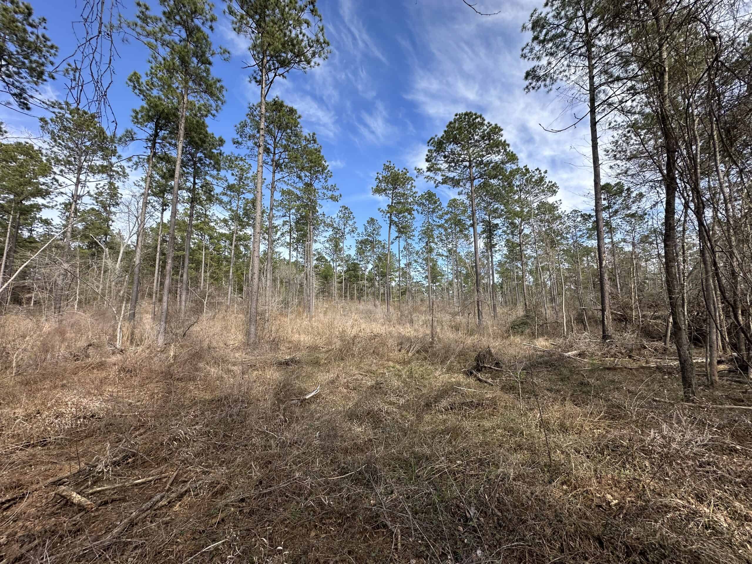 East Texas Hunting/Recreational/Timber Land For Sale