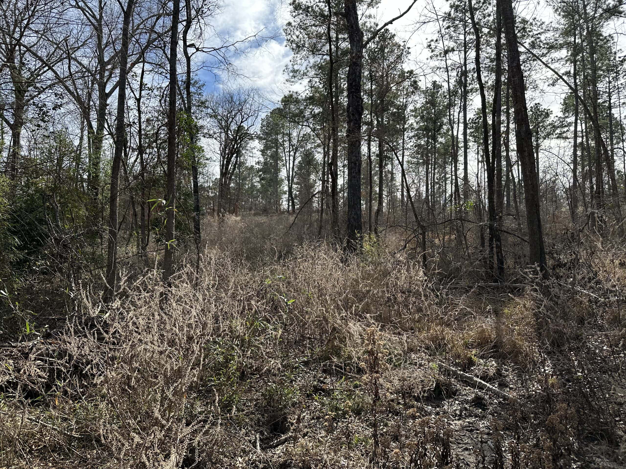 East Texas Hunting/Recreational/Timber Land For Sale