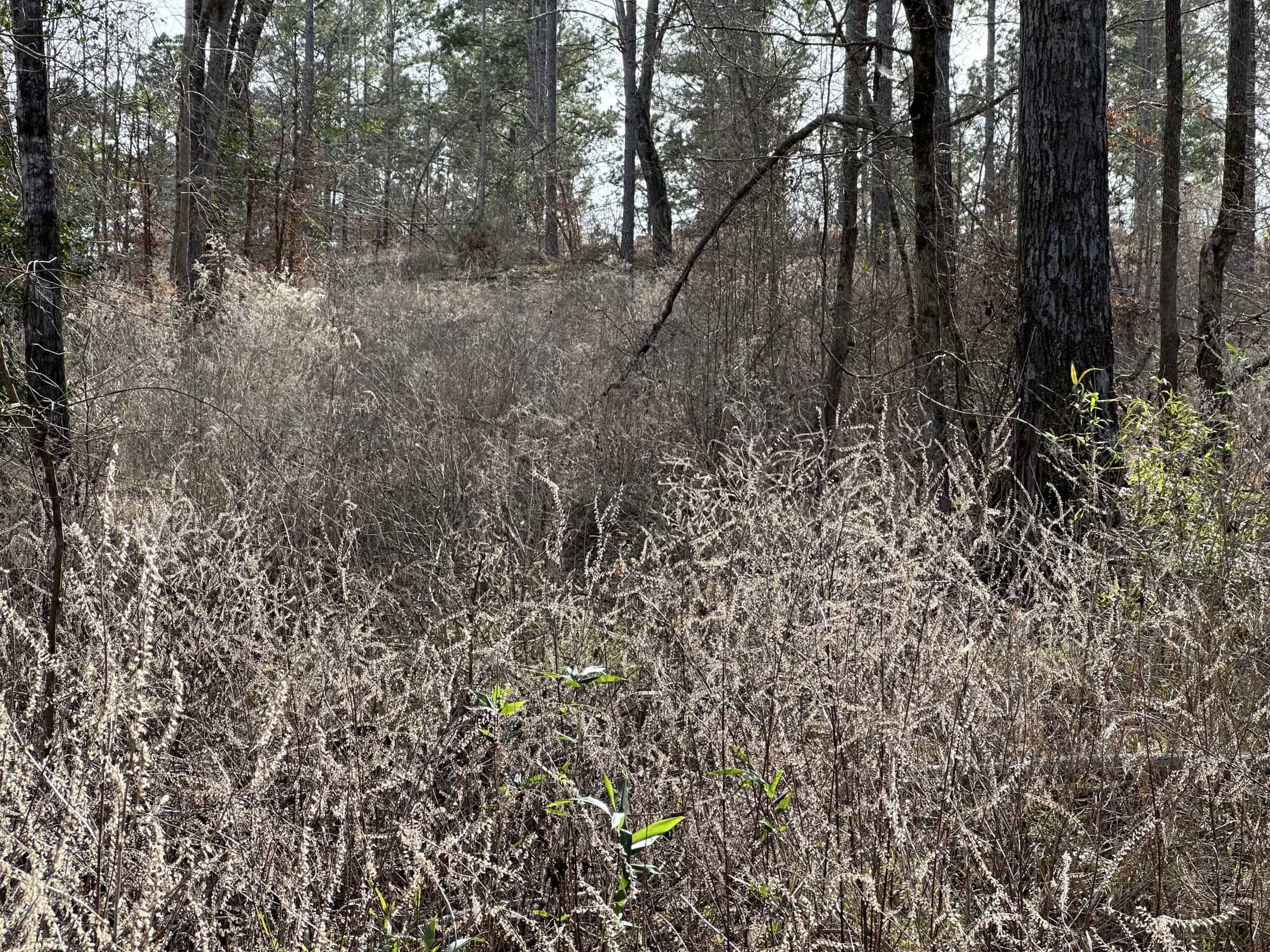 East Texas Hunting/Recreational/Timber Land For Sale