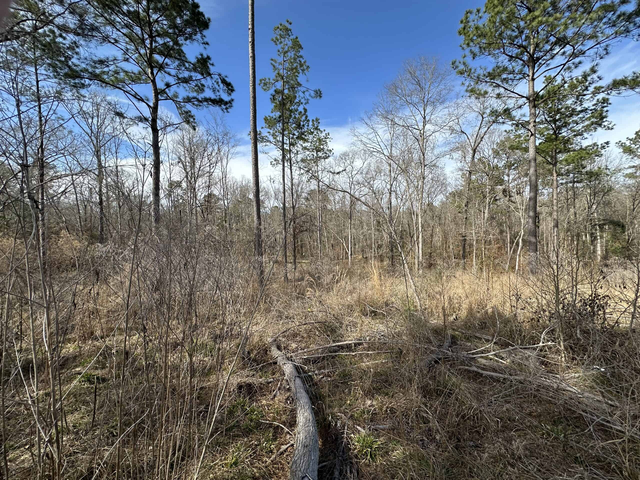 East Texas Hunting/Recreational/Timber Land For Sale