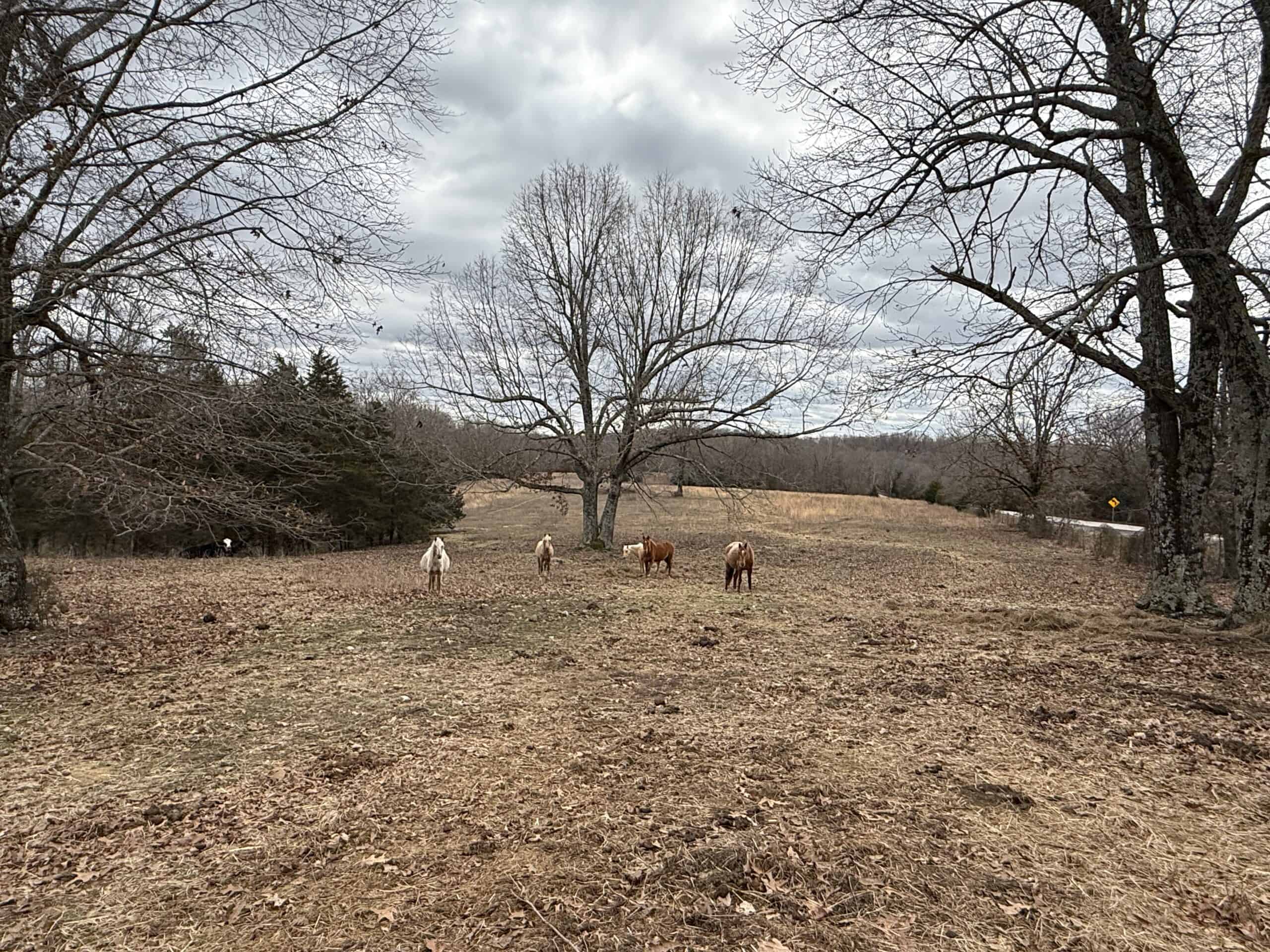 LAND FOR SALE IN NORTH CENTRAL ARKANSAS