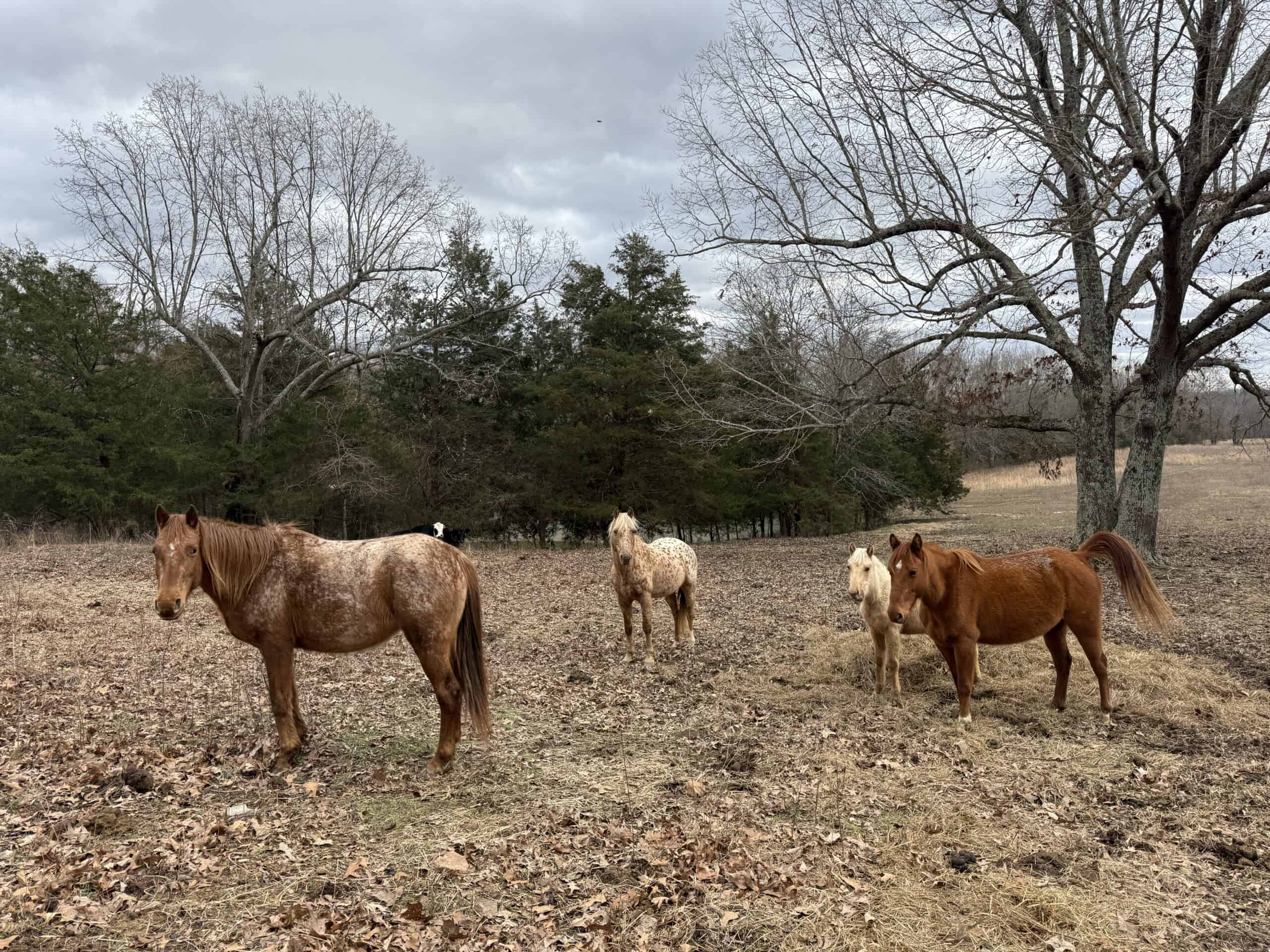 LAND FOR SALE IN NORTH CENTRAL ARKANSAS