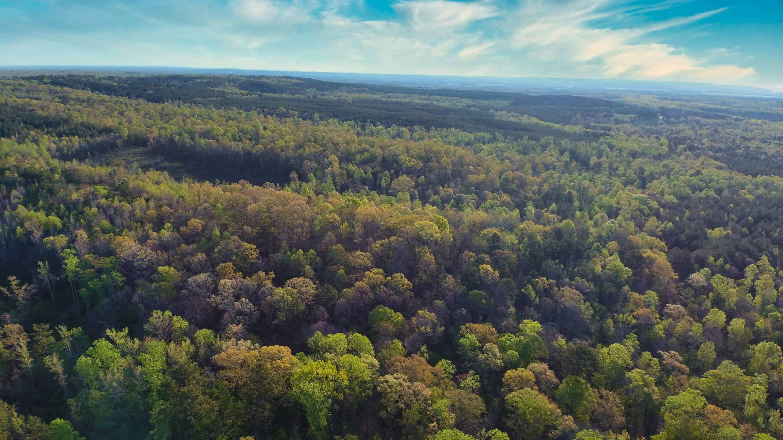 HUNTING LAND FOR SALE NEAR TN RIVER WITH CREEK 154.16Acres
