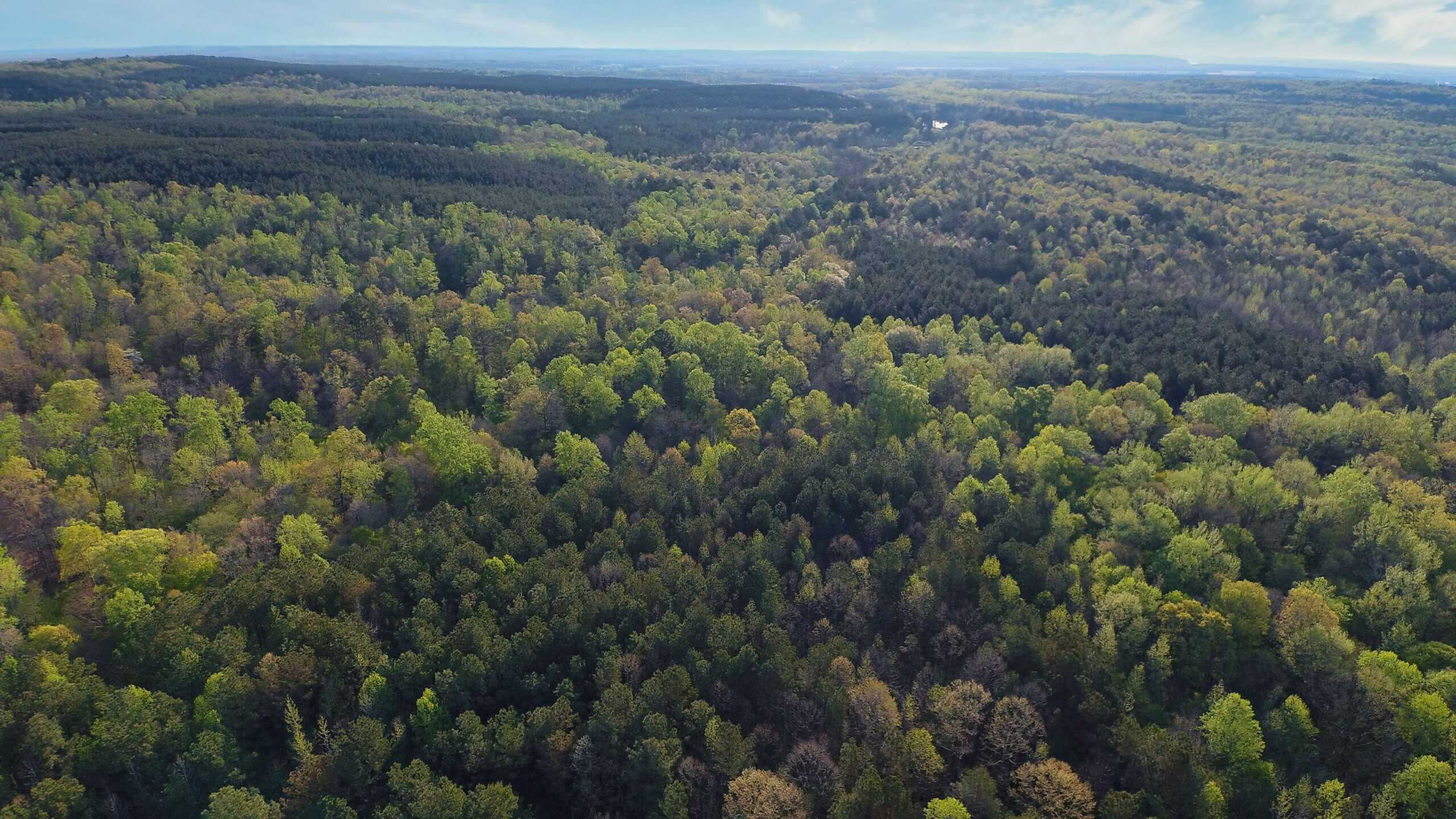 HUNTING LAND FOR SALE NEAR TN RIVER WITH CREEK 154.16Acres