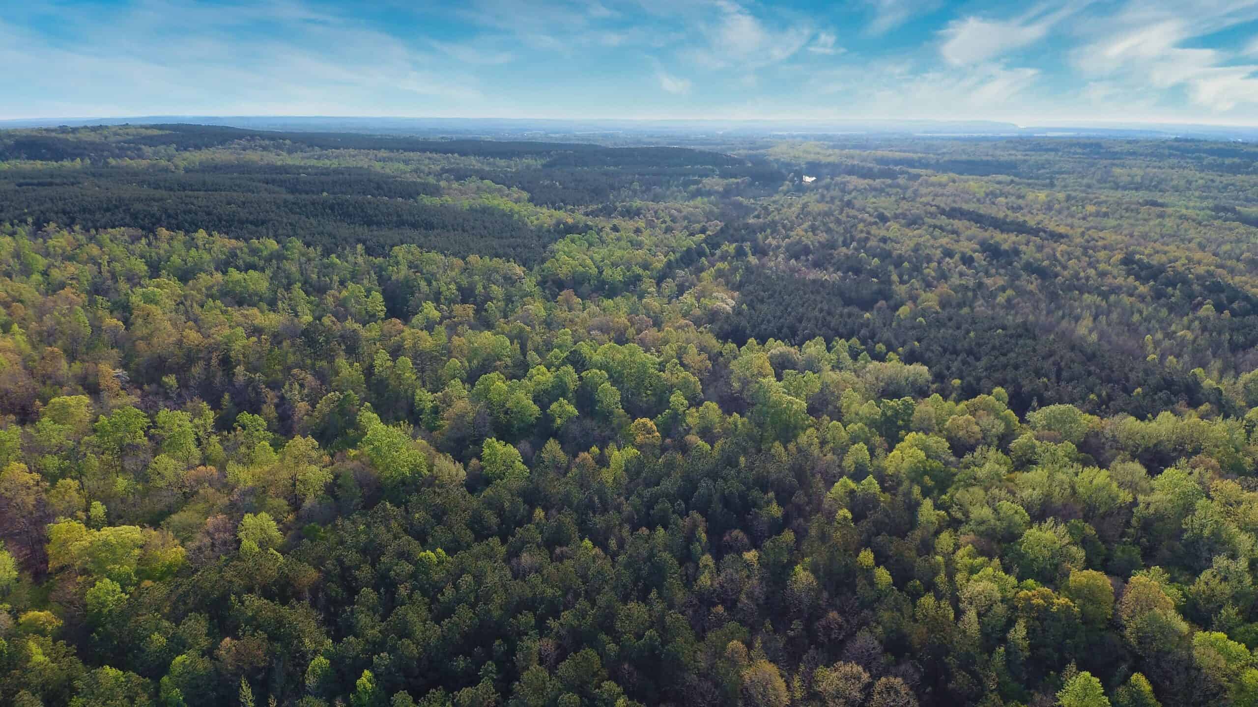 HUNTING LAND FOR SALE NEAR TN RIVER WITH CREEK 154.16Acres