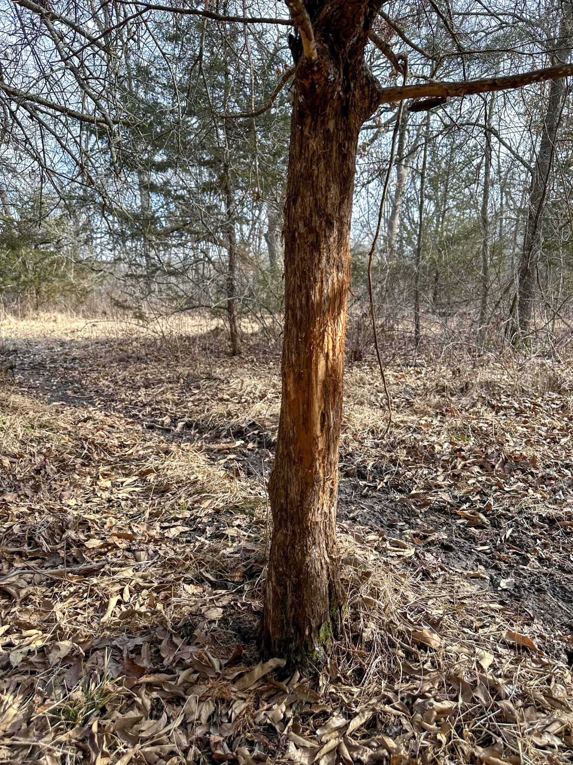 160+/- Acres | Timber, Open Ground & Prime Hunting Potential | Monroe County, IA