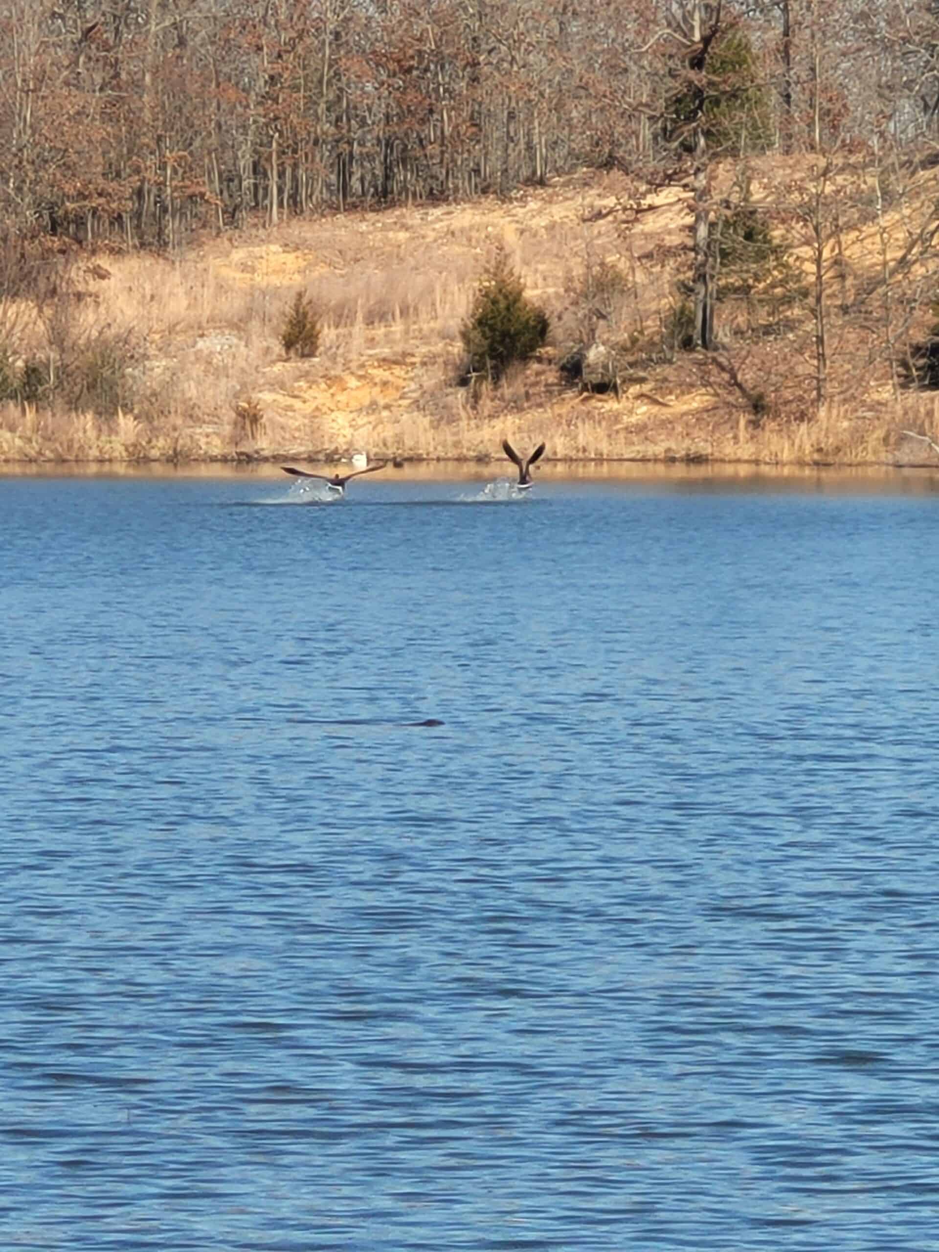 OZARKS CABIN AND HOBBY FARM/RECREATIONAL ACREAGE