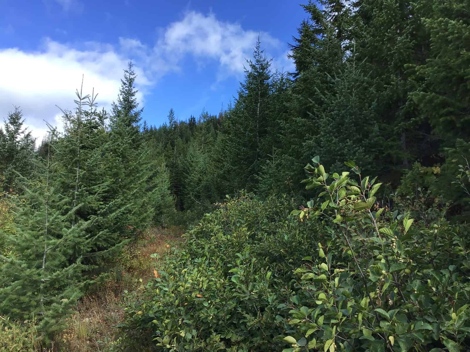 Recreational Land with Investment Opportunities in Cataldo, Idaho