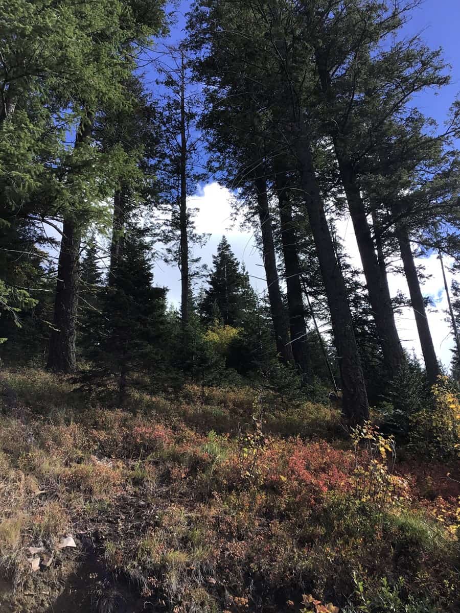 Recreational Land with Investment Opportunities in Cataldo, Idaho