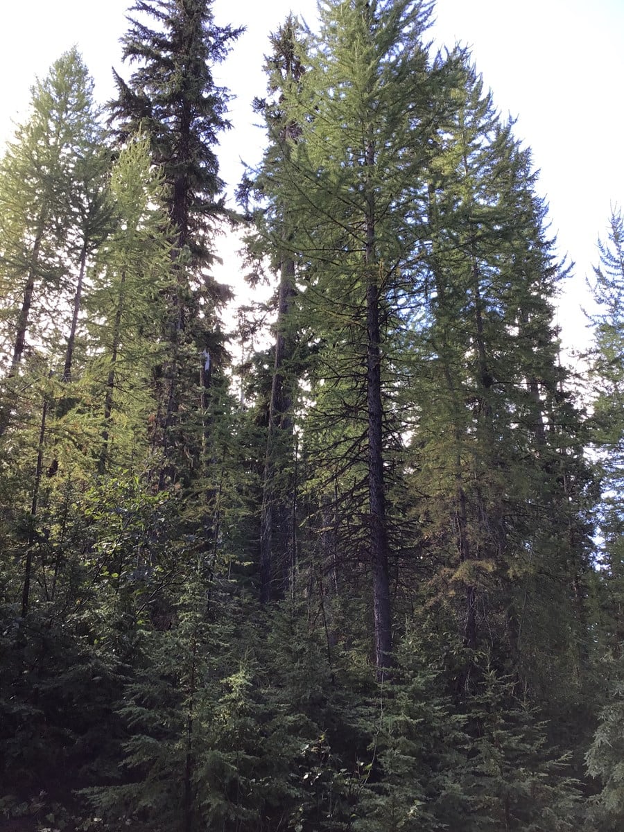 Recreational Land with Investment Opportunities in Cataldo, Idaho