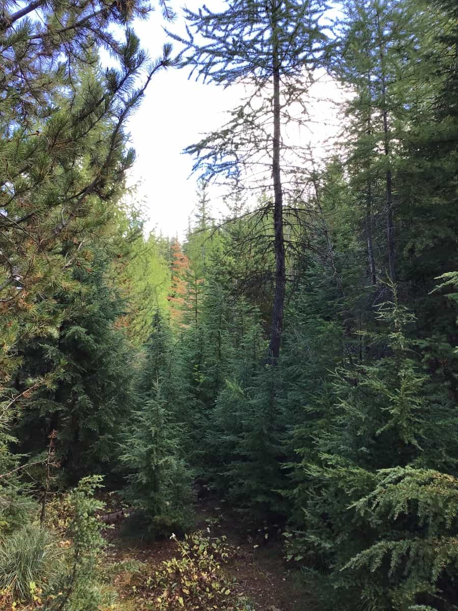 Recreational Land with Investment Opportunities in Cataldo, Idaho