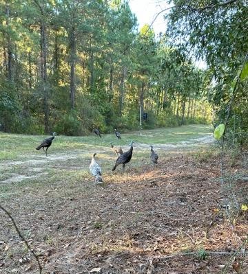 Hunting Property in Winn Parish LA For Sale