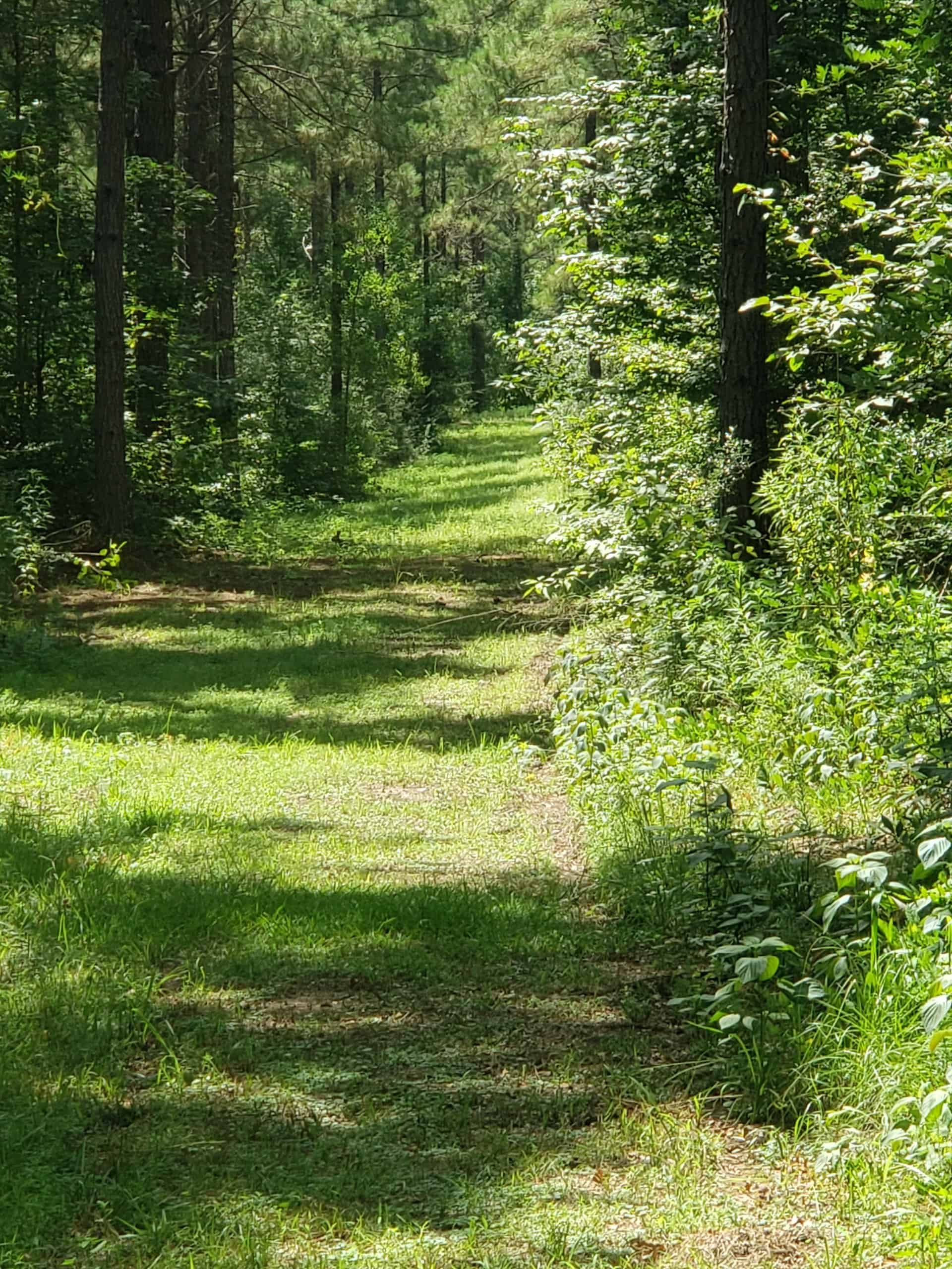 Hunting Property in Winn Parish LA For Sale