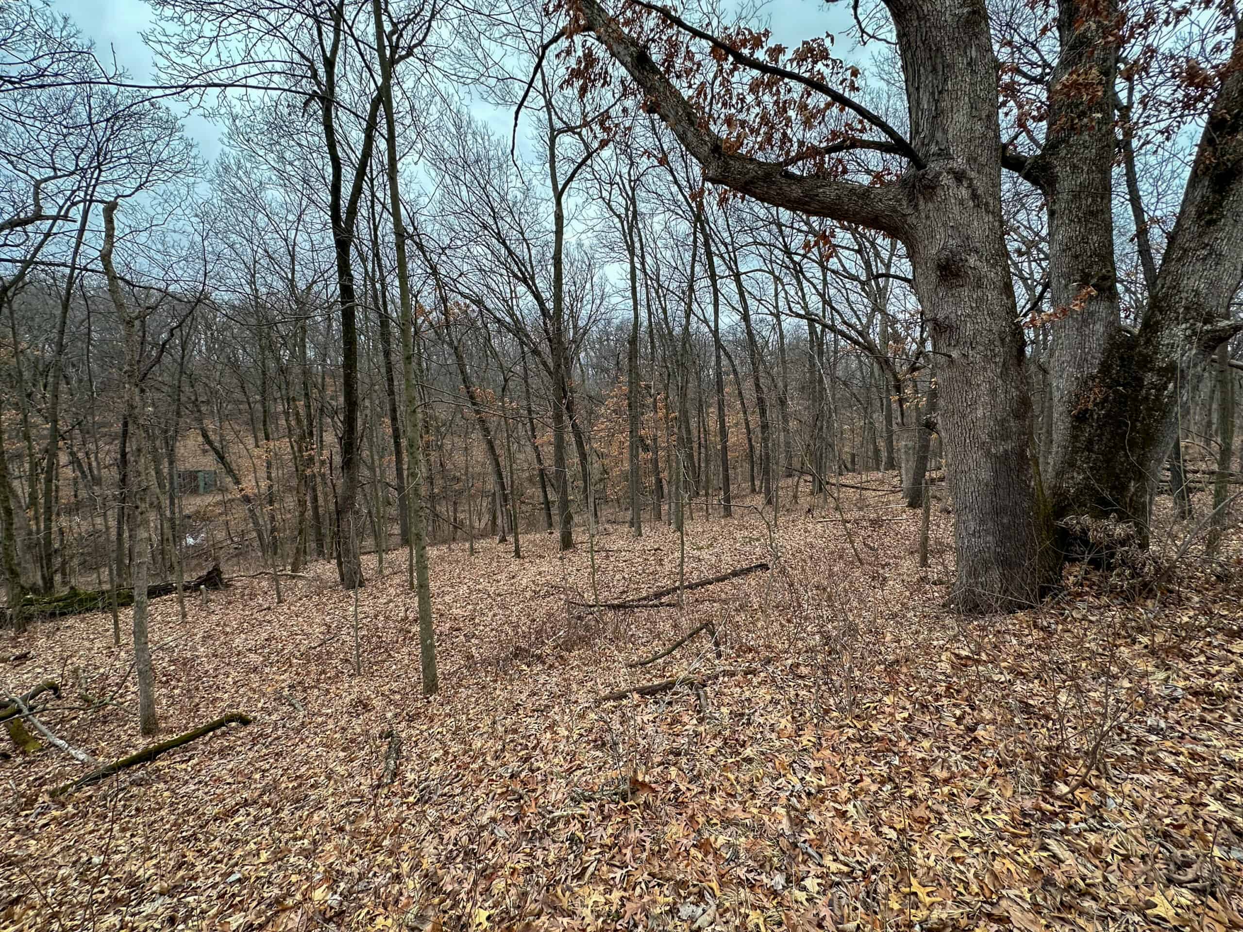77 Acres | Timber, Hunting & Building Site Inside Ottumwa City Limits