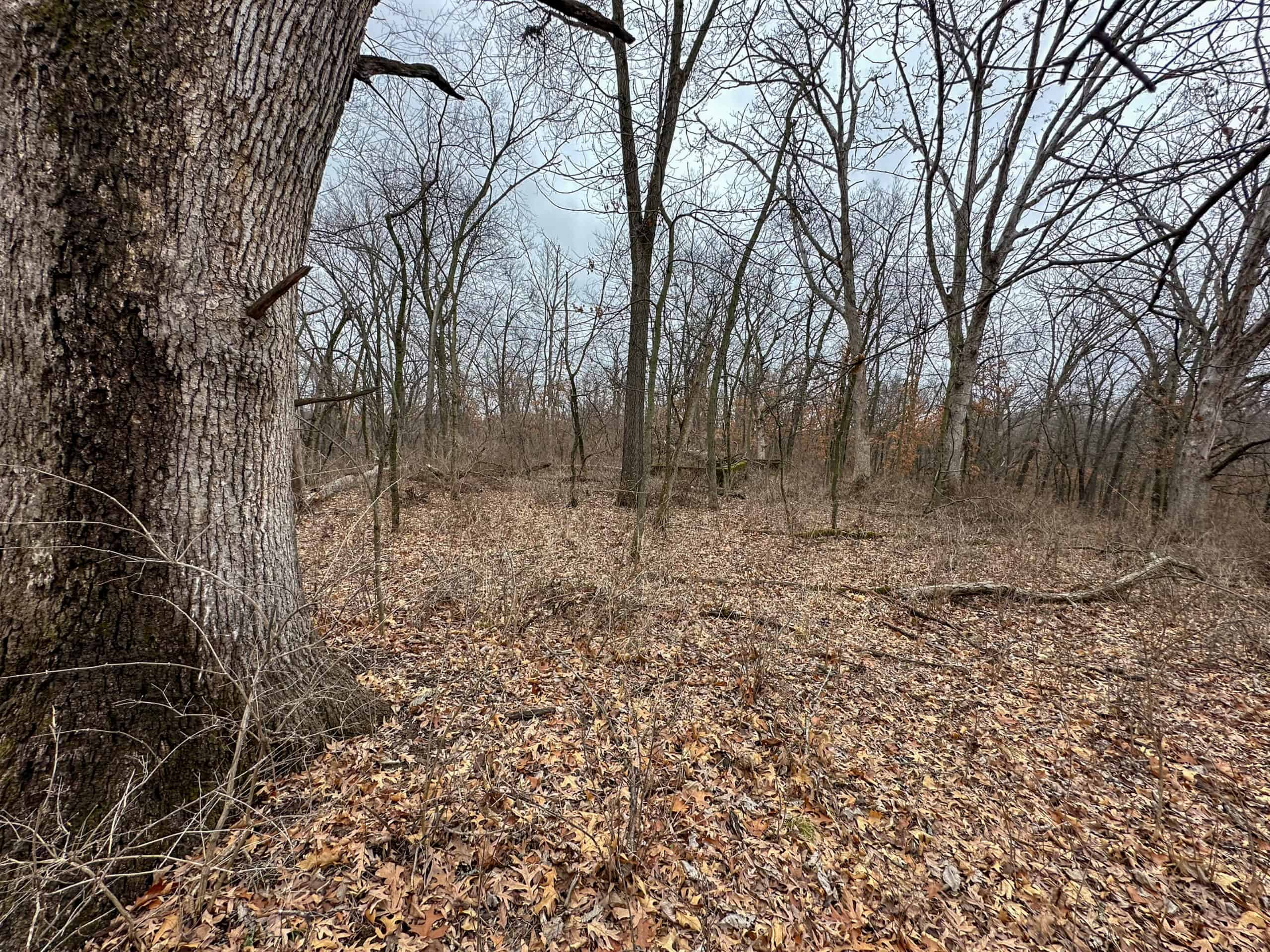 77 Acres | Timber, Hunting & Building Site Inside Ottumwa City Limits