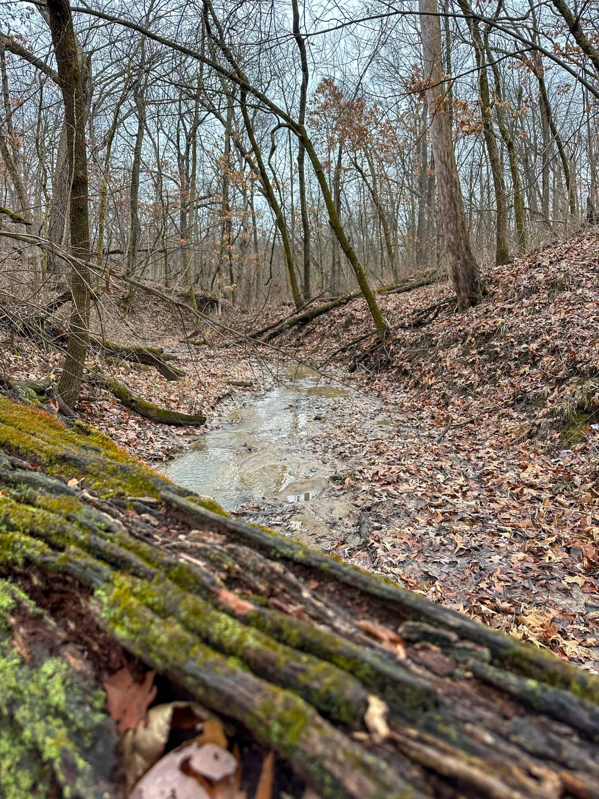 77 Acres | Timber, Hunting & Building Site Inside Ottumwa City Limits