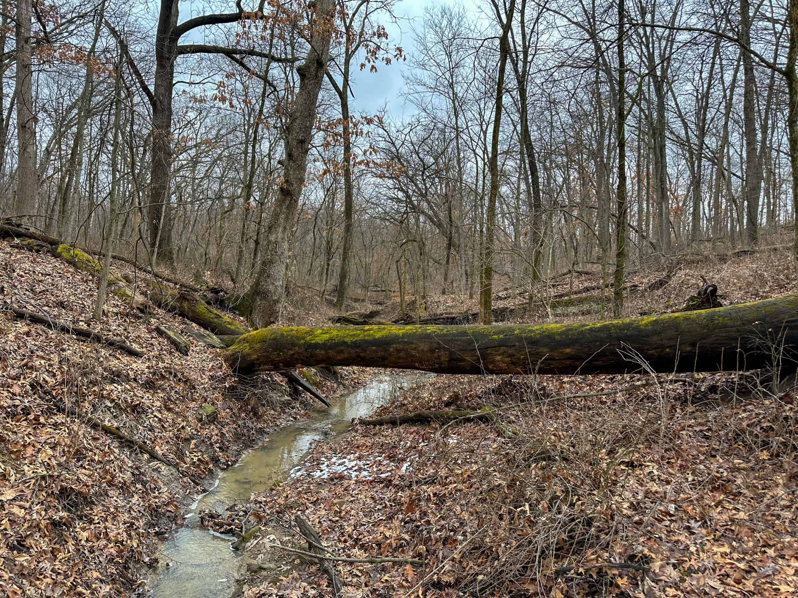 77 Acres | Timber, Hunting & Building Site Inside Ottumwa City Limits