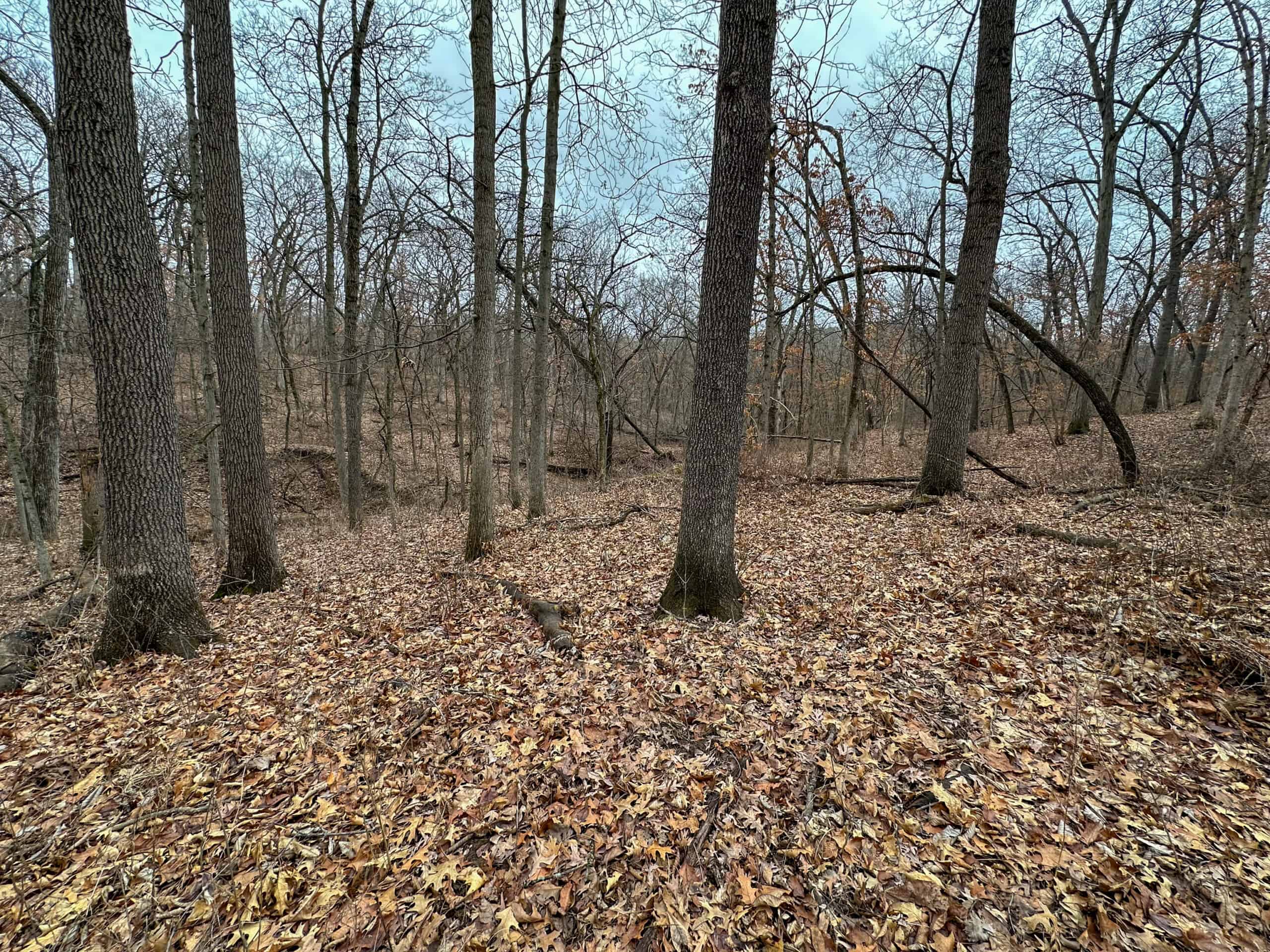 77 Acres | Timber, Hunting & Building Site Inside Ottumwa City Limits