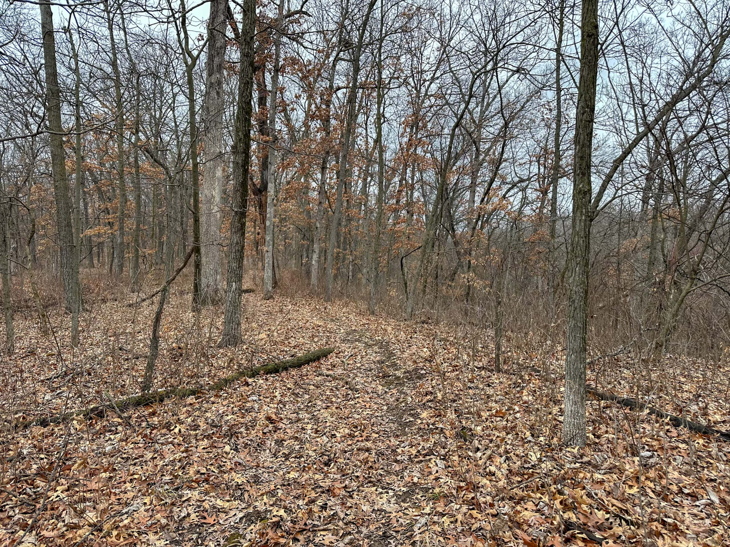77 Acres | Timber, Hunting & Building Site Inside Ottumwa City Limits
