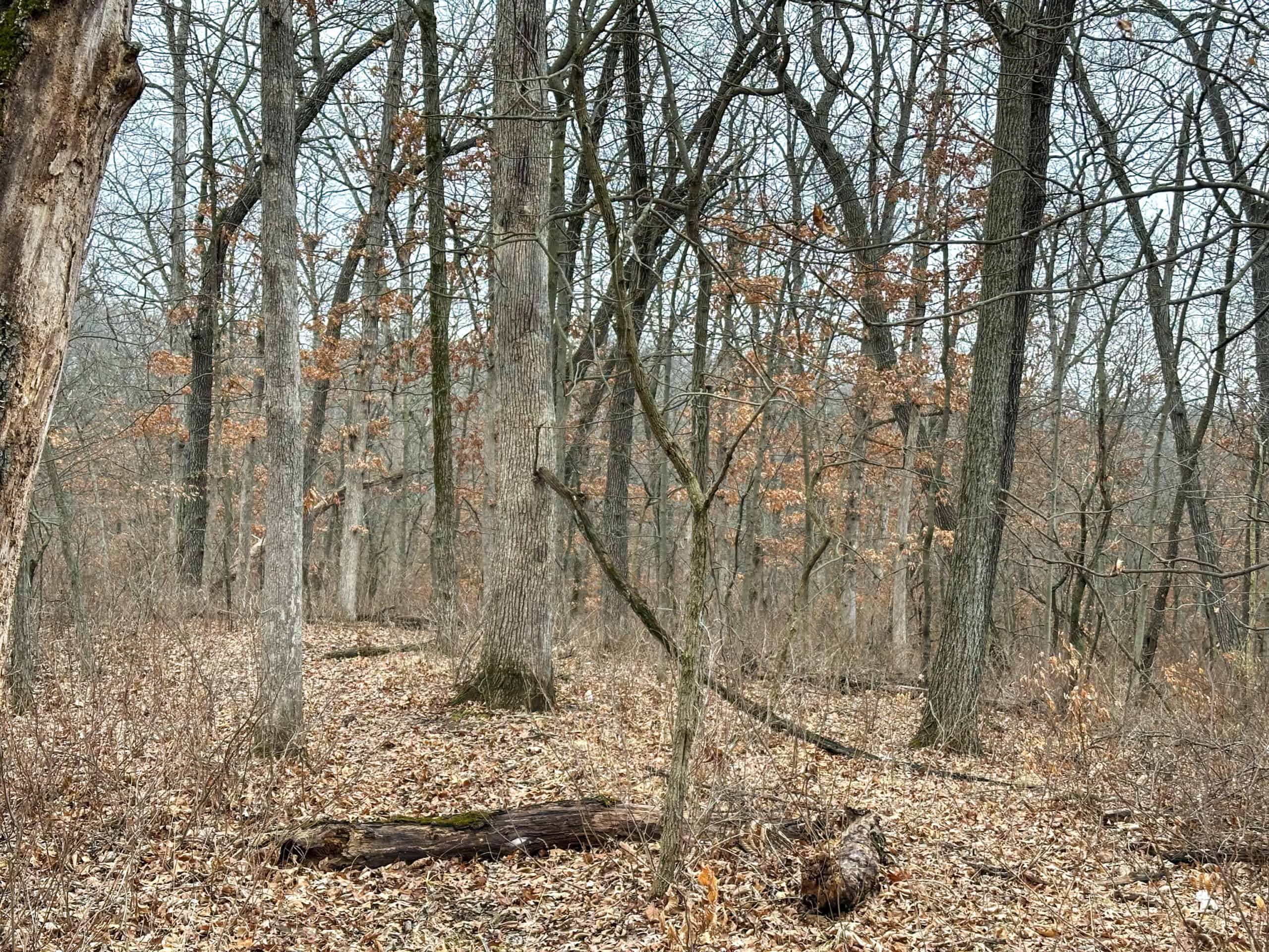 77 Acres | Timber, Hunting & Building Site Inside Ottumwa City Limits