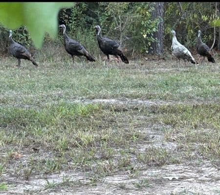 Hunting Property in Winn Parish LA For Sale