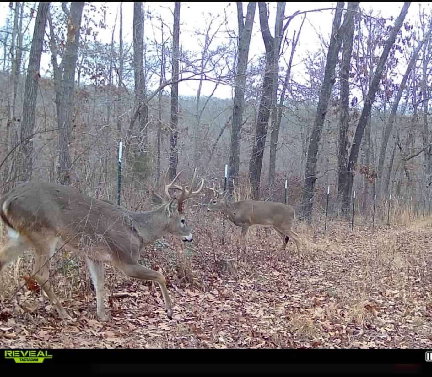 Acreage for Sale in Salem, Missouri