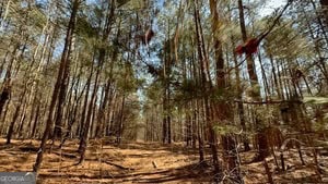 Diverse Hunting Property in Stephens, Georgia