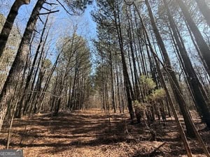 Diverse Hunting Property in Stephens, Georgia