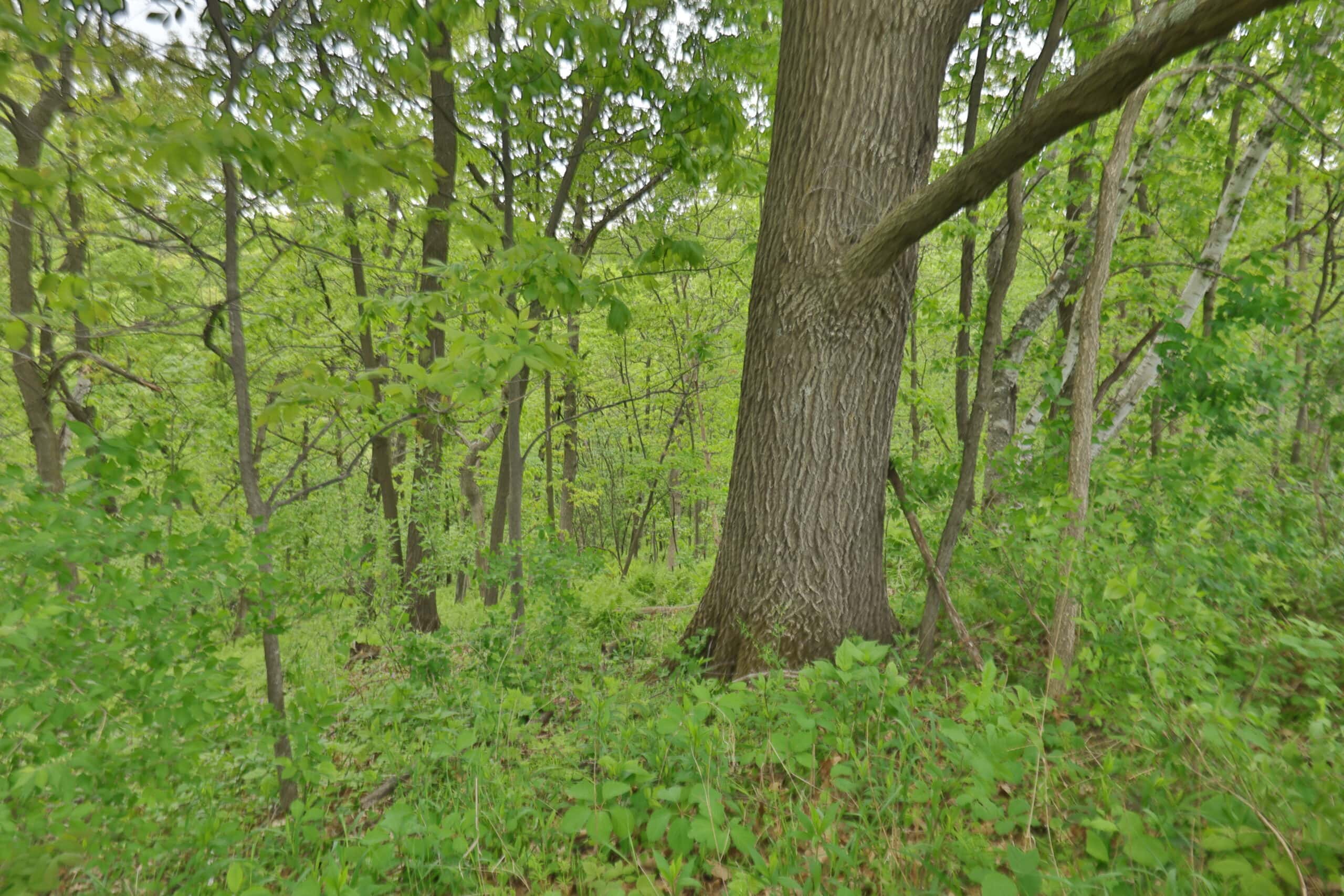 World-Class Recreational and Hunting Property for Sale in Jackson County, Wisconsin