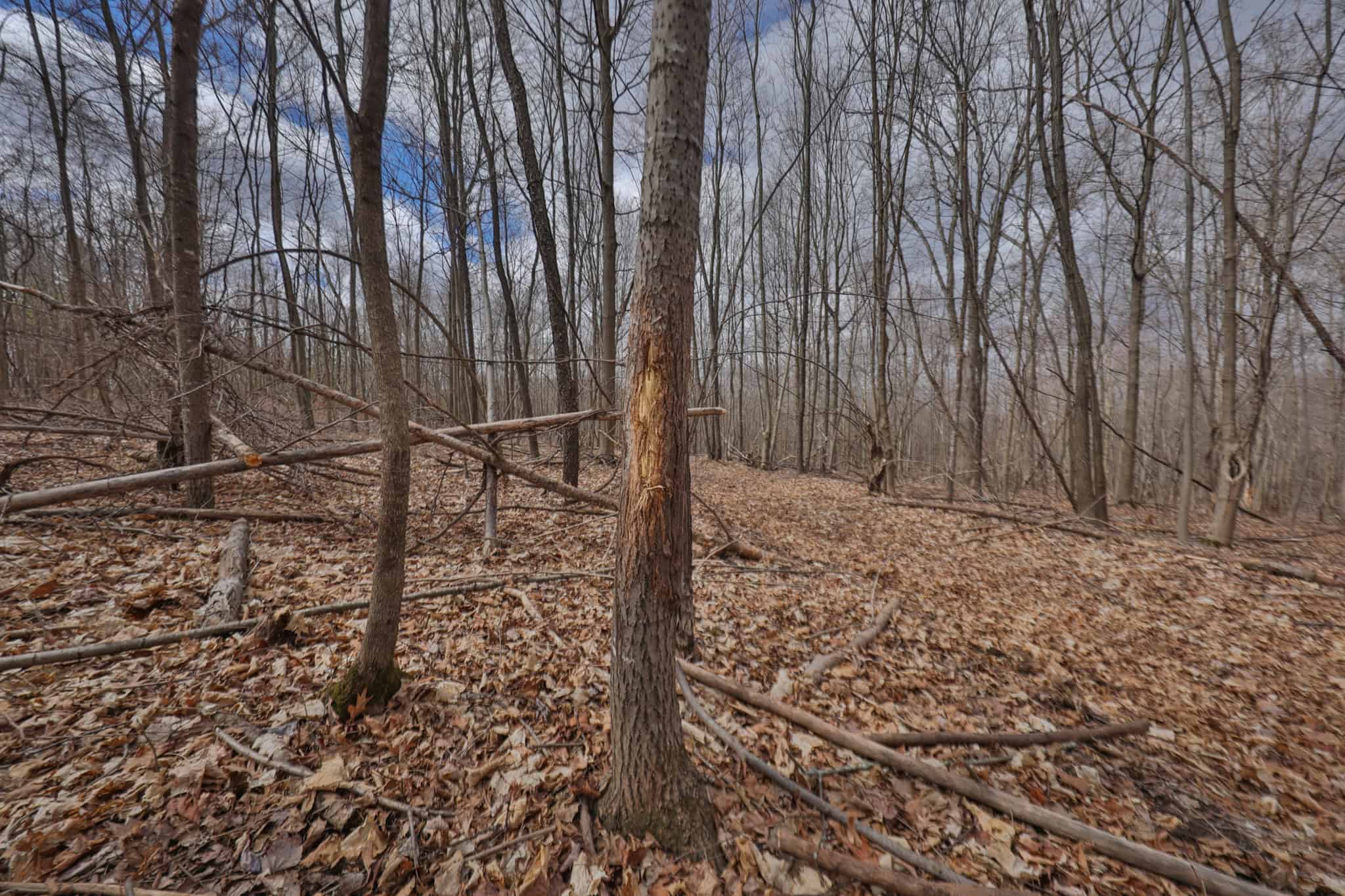 Hunting Land for Sale in Richland County, Wisconsin