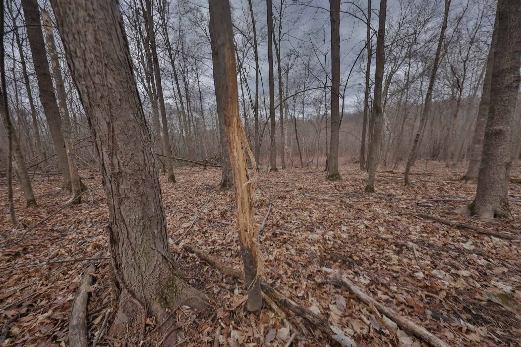 Hunting Land for Sale in Richland County, Wisconsin