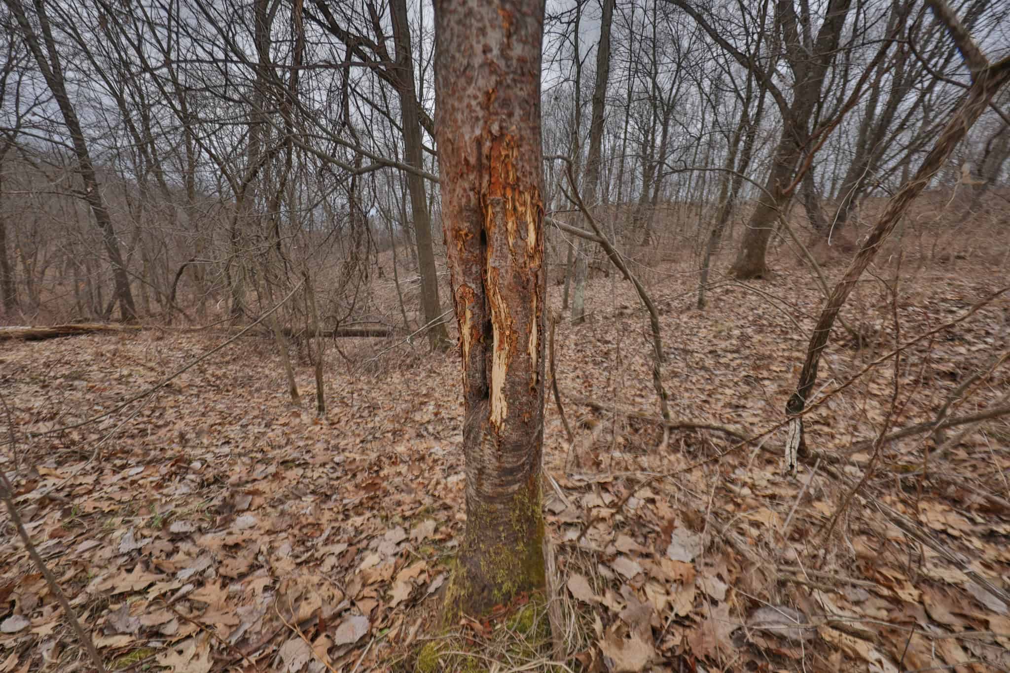 World-Class Recreational and Hunting Property for Sale in Jackson County, Wisconsin