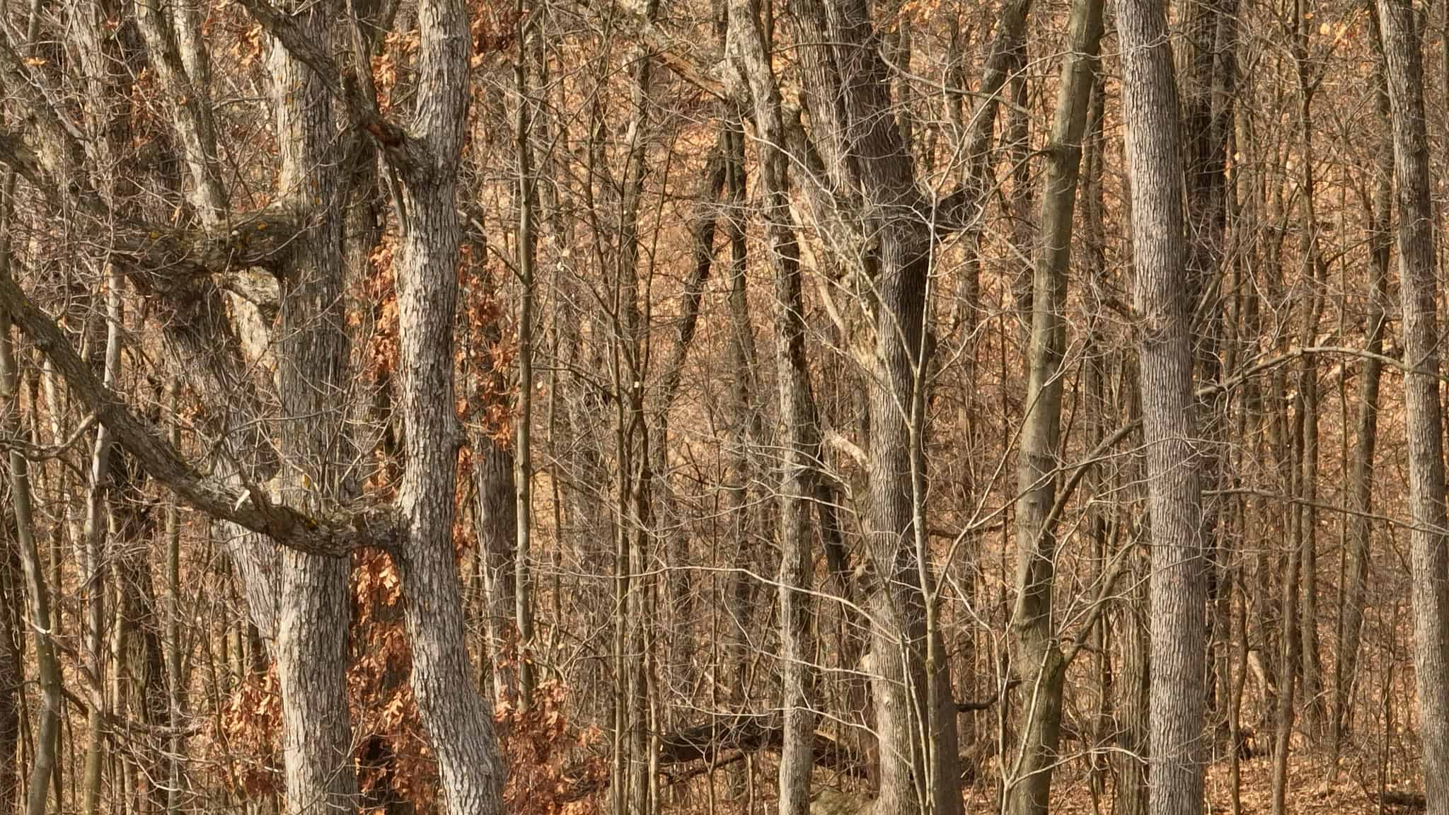 Hunting Land for Sale in Richland County, Wisconsin