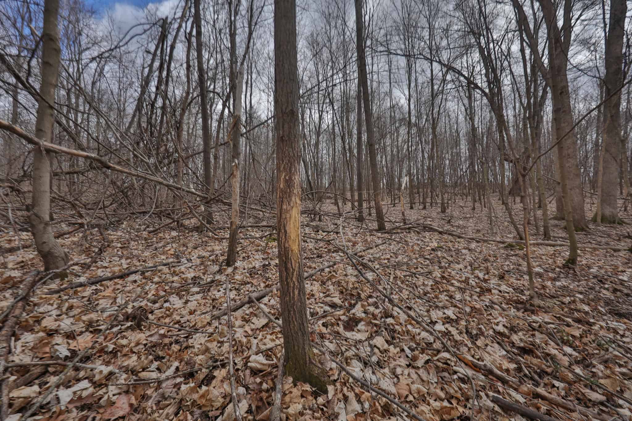 Hunting Land for Sale in Richland County, Wisconsin