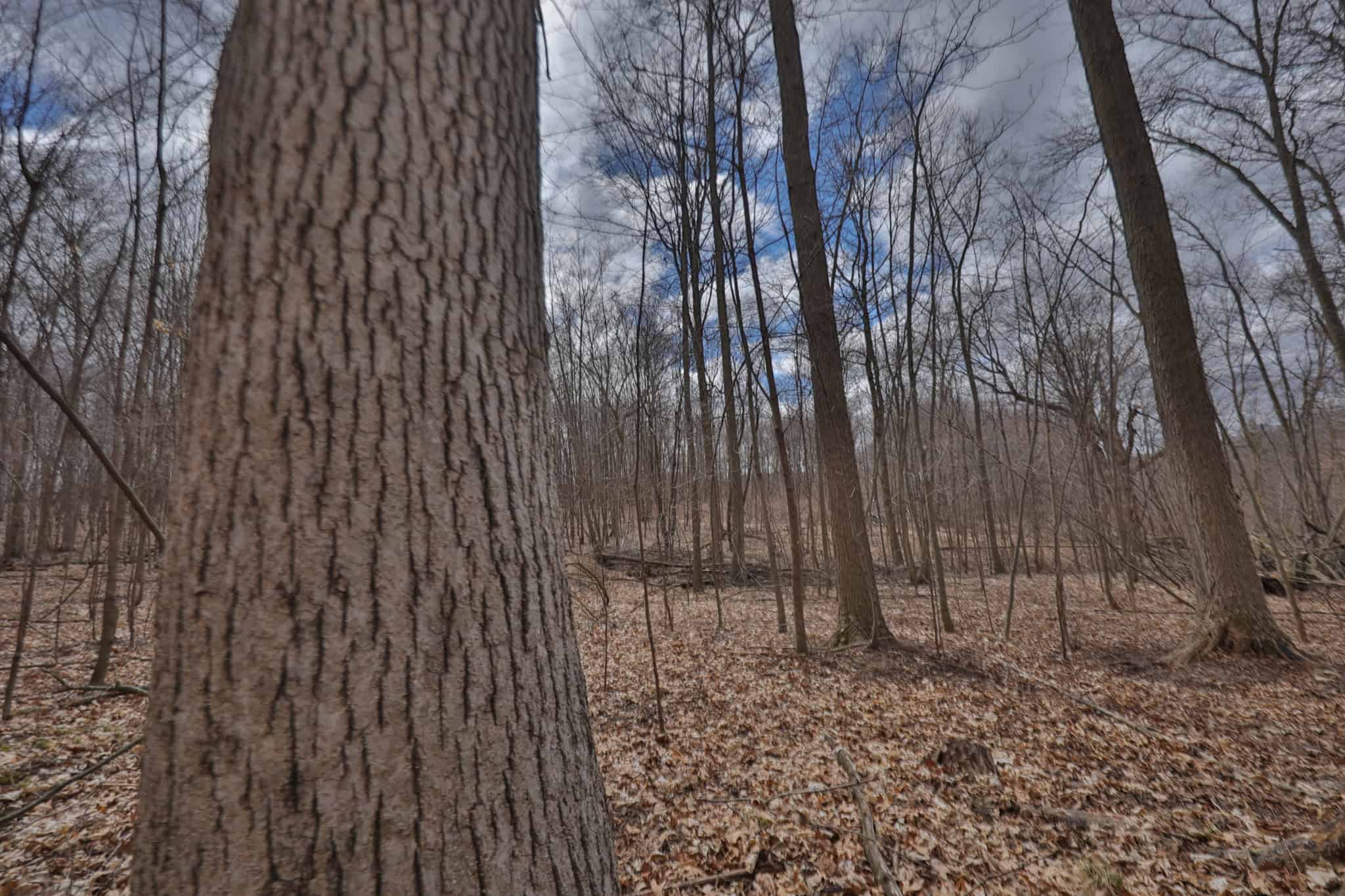 Hunting Land for Sale in Richland County, Wisconsin