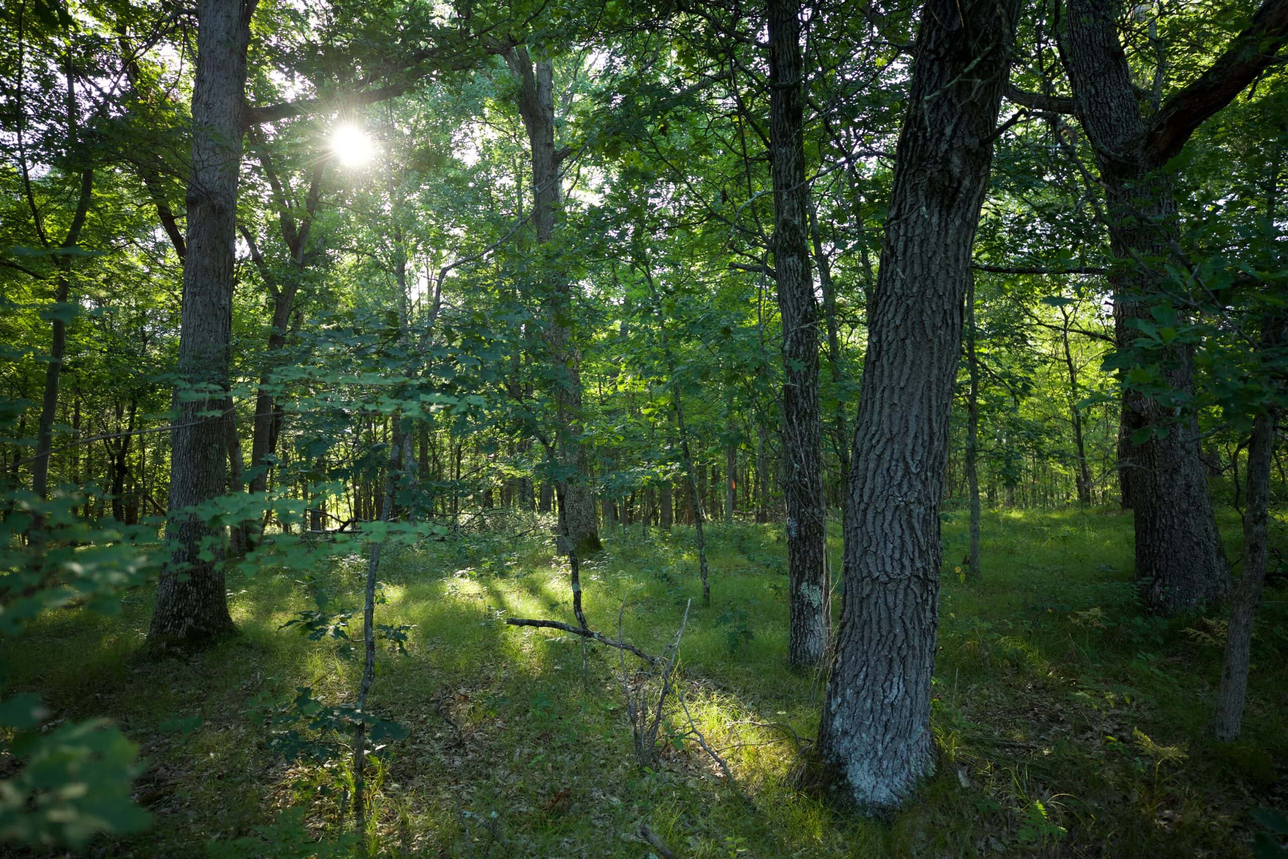 Nearly 1,000-acre Landholding for Sale in Wisconsin