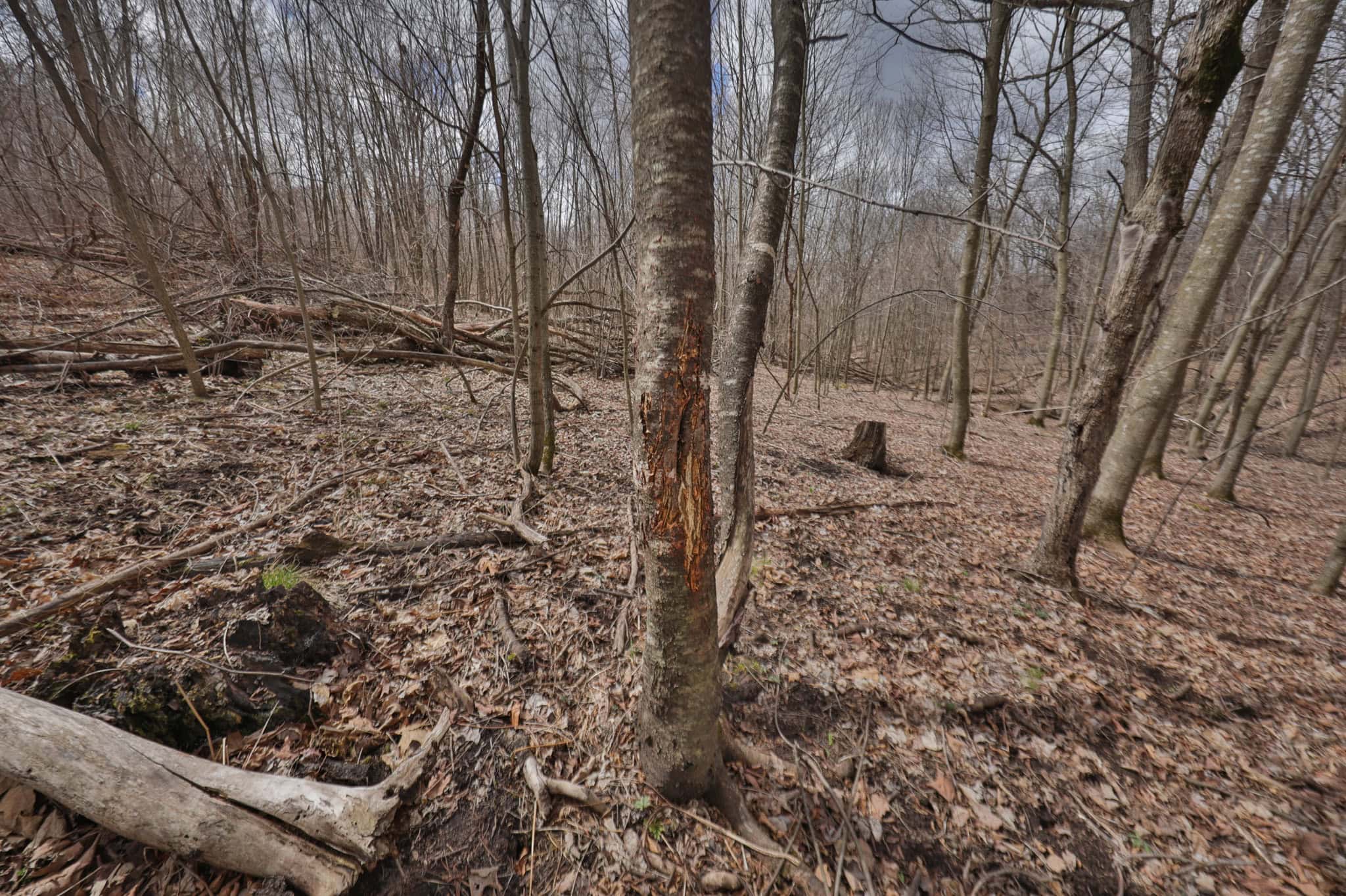 Hunting Land for Sale in Richland County, Wisconsin