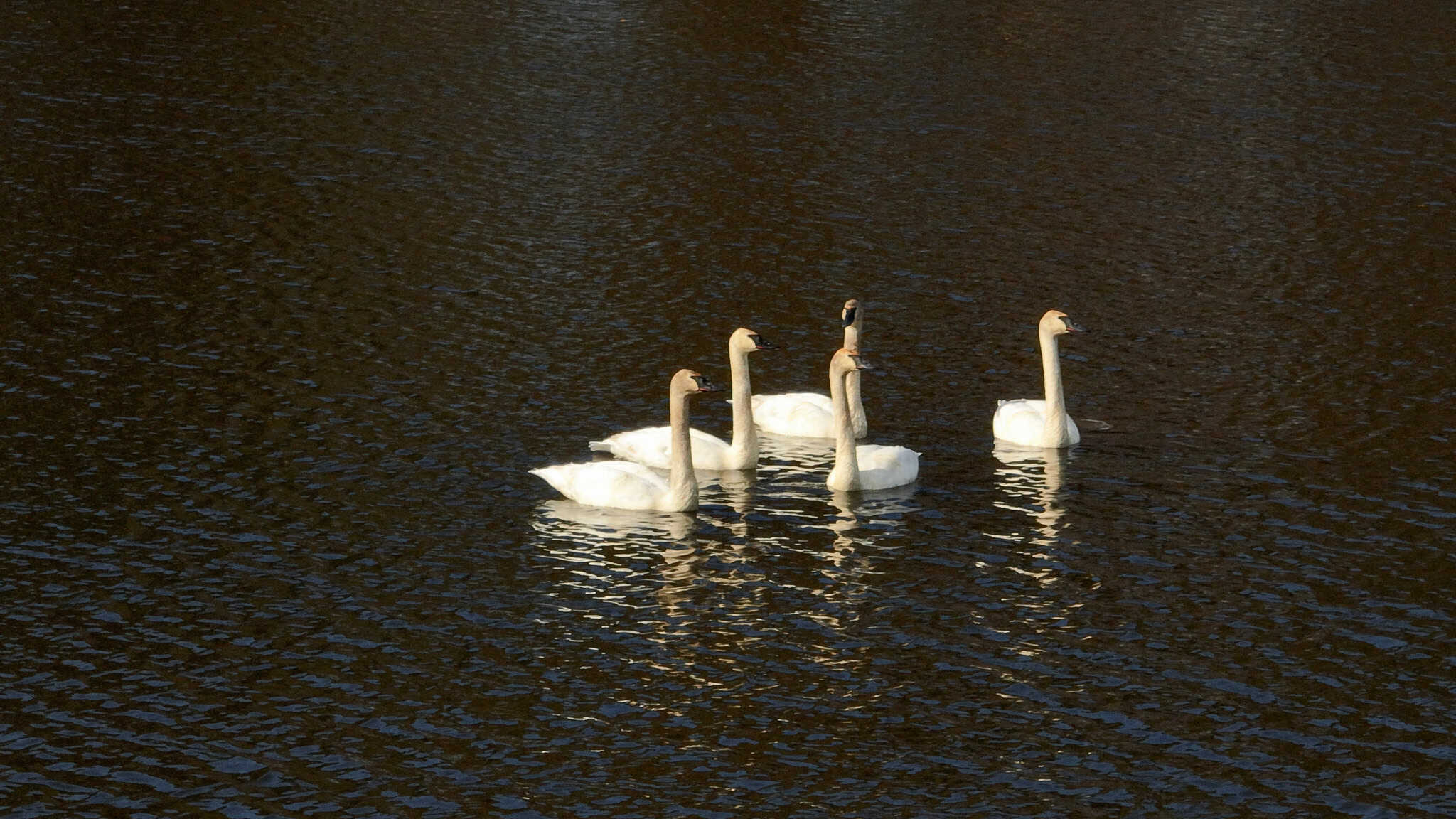 Lakeside Living at Its Finest on Arkdale Lake – A Rare Gem in Adams County, WI