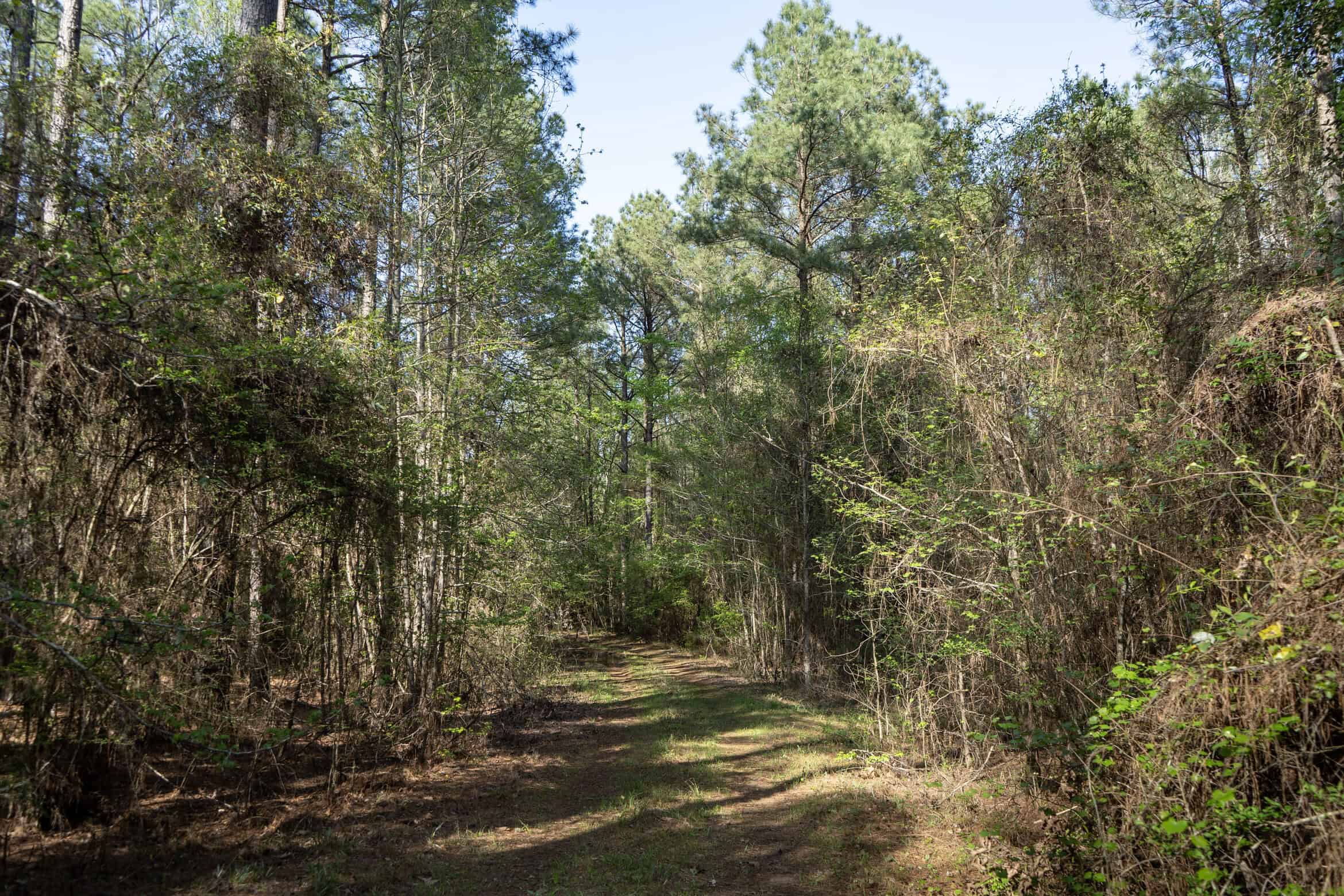 Longstraw 53 (Tract 2) Jackson Parish Timberland