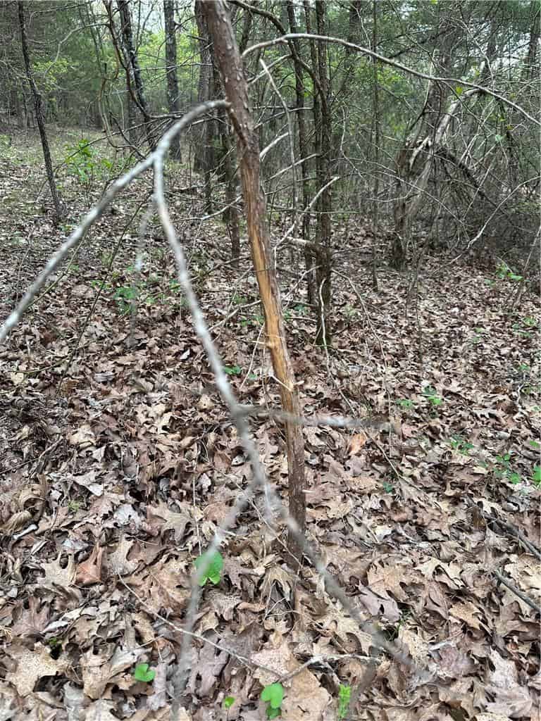 120 Acres Arkansas Hunting Land For Sale with Creek Frontage and Trails