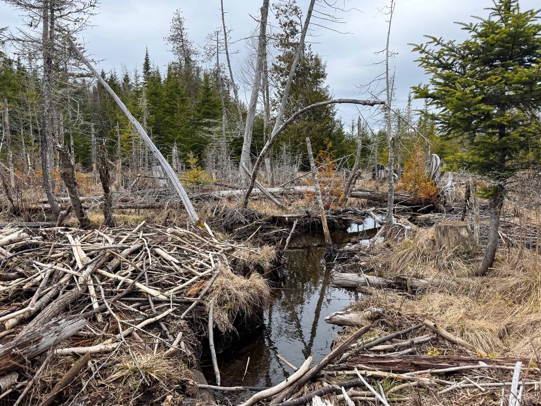 46.8 Acres of Maine Land for Sale – Remote, Forested, Affordable