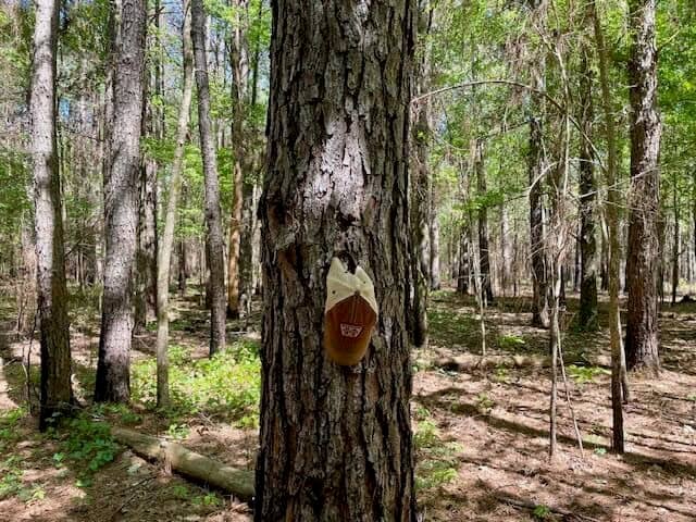69 Acres For Sale Starkville MS