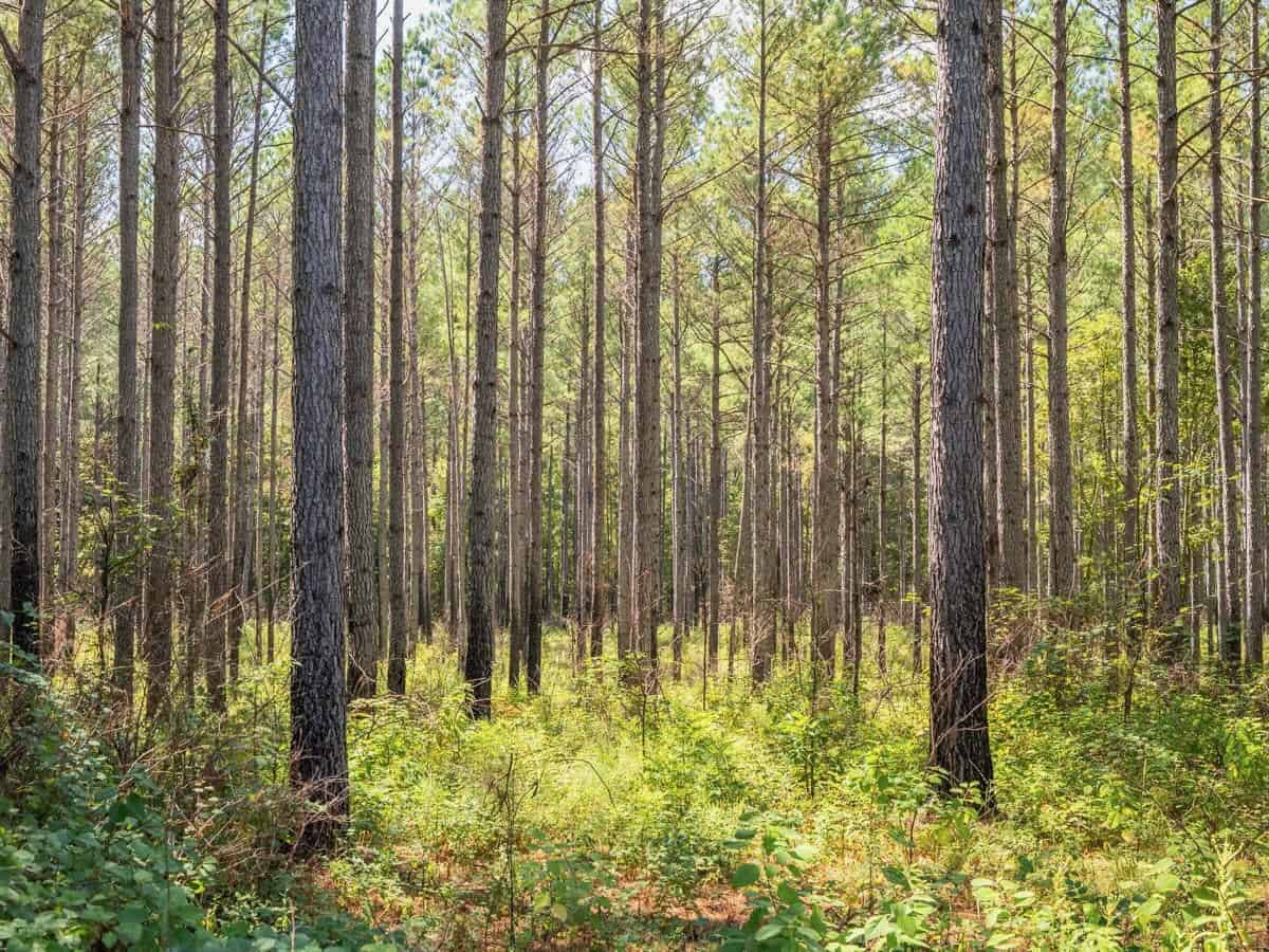 40 Acres For Sale Starkville MS