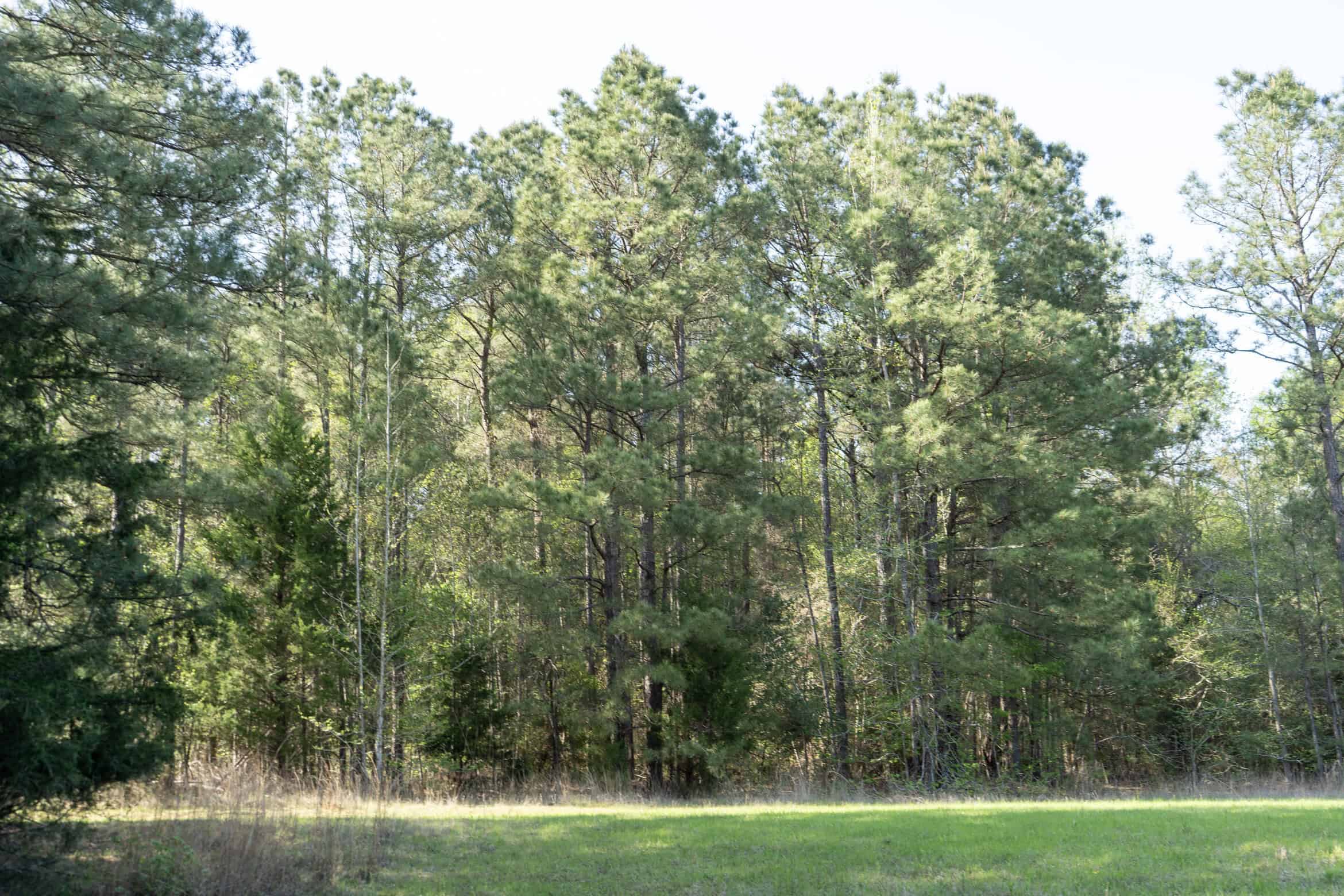 Longstraw 53 (Tract 2) Jackson Parish Timberland