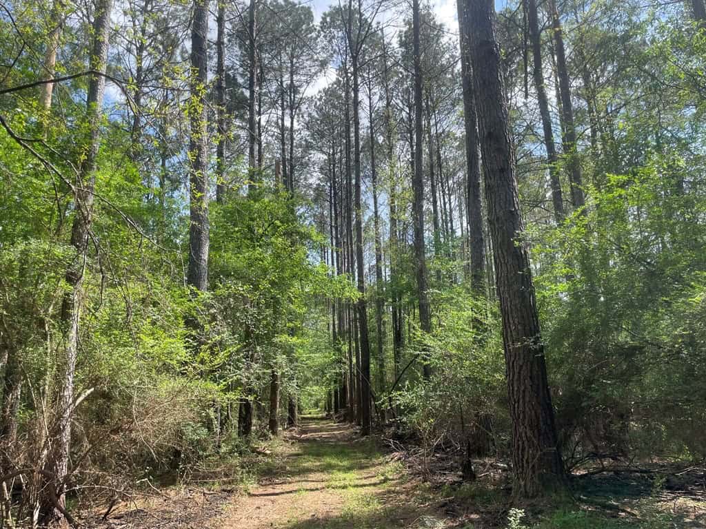 Amite County 38.6 Acres For Sale