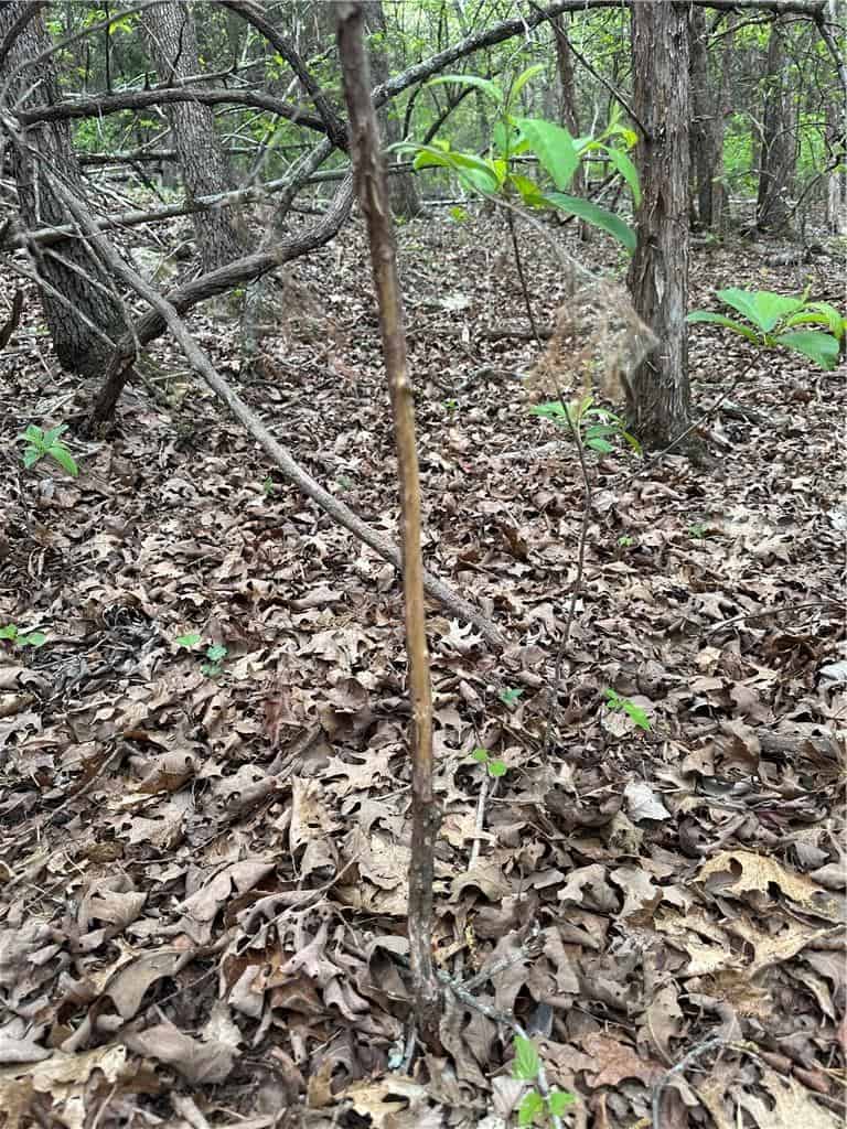120 Acres Arkansas Hunting Land For Sale with Creek Frontage and Trails